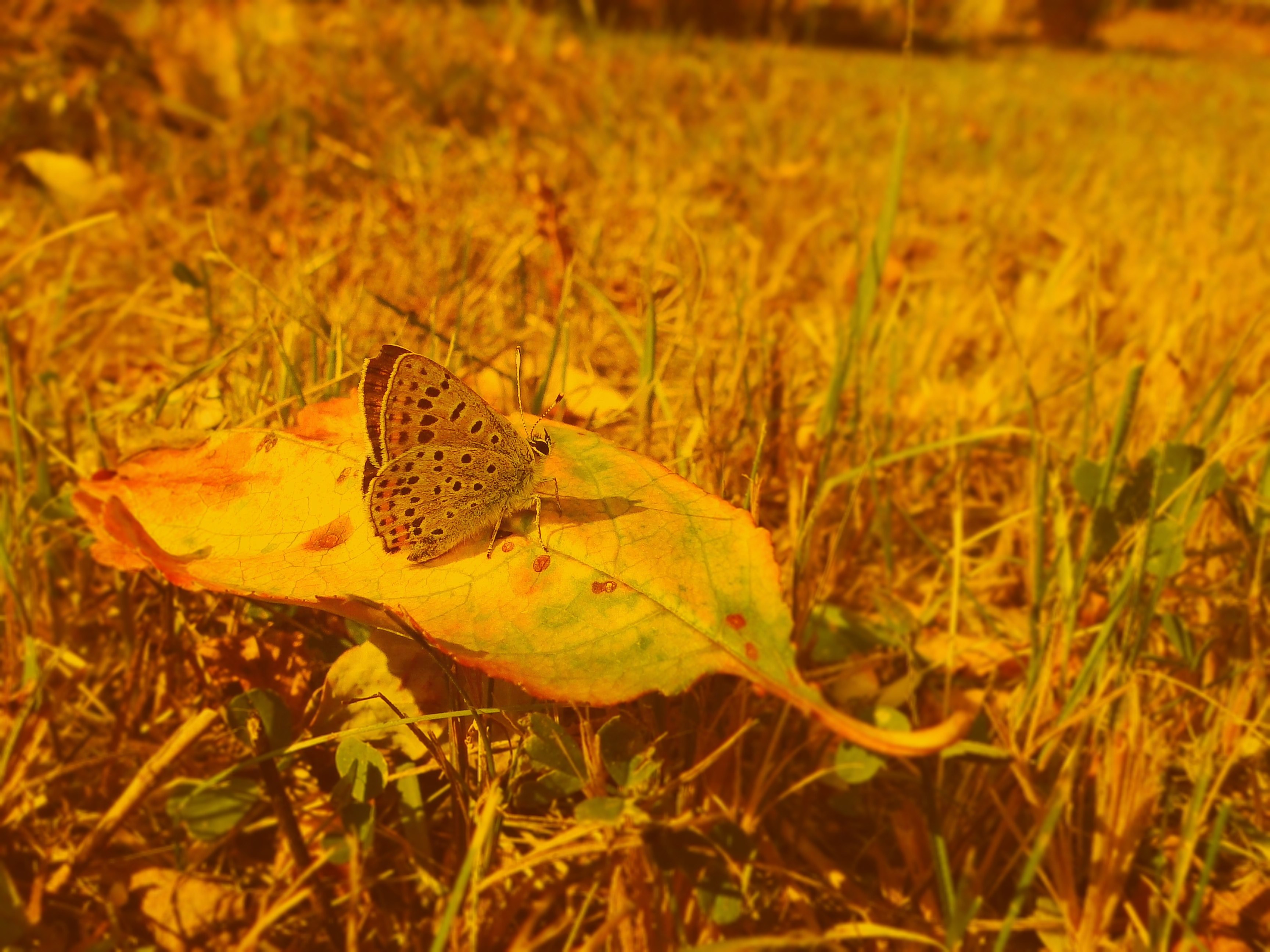 czerwoczyk uroczek na lisciu 4k, HD Wallpaper