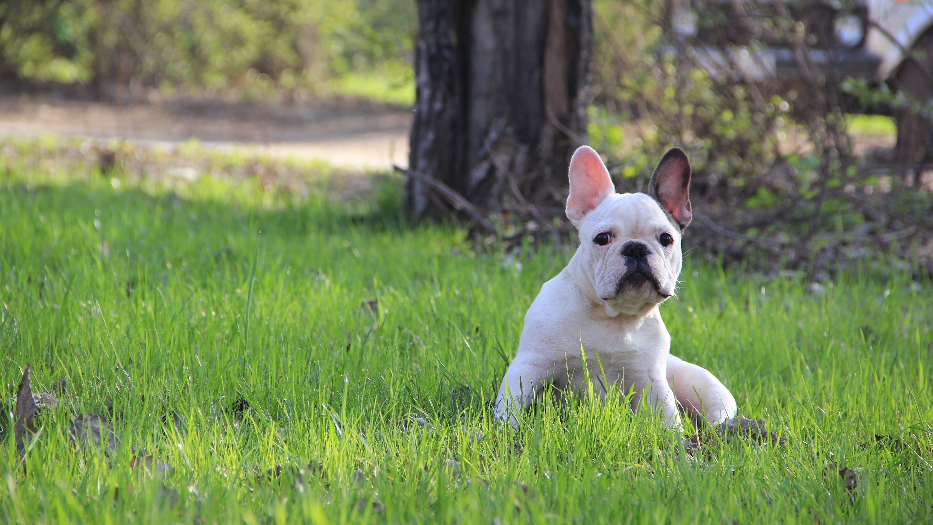 french bulldog, puppy, grass, 4k, HD Wallpaper