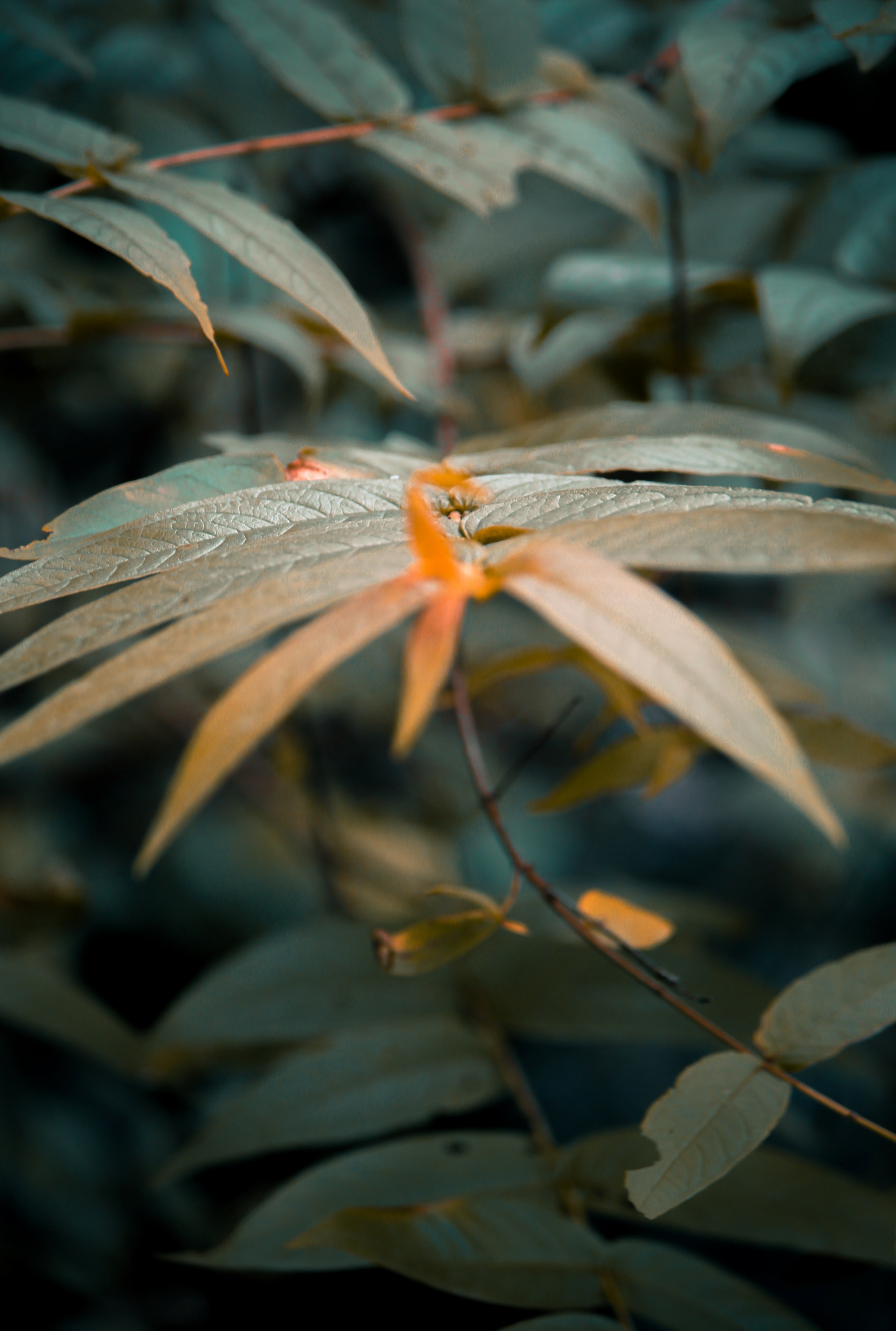 faded leafs 4k, Phone HD Wallpaper