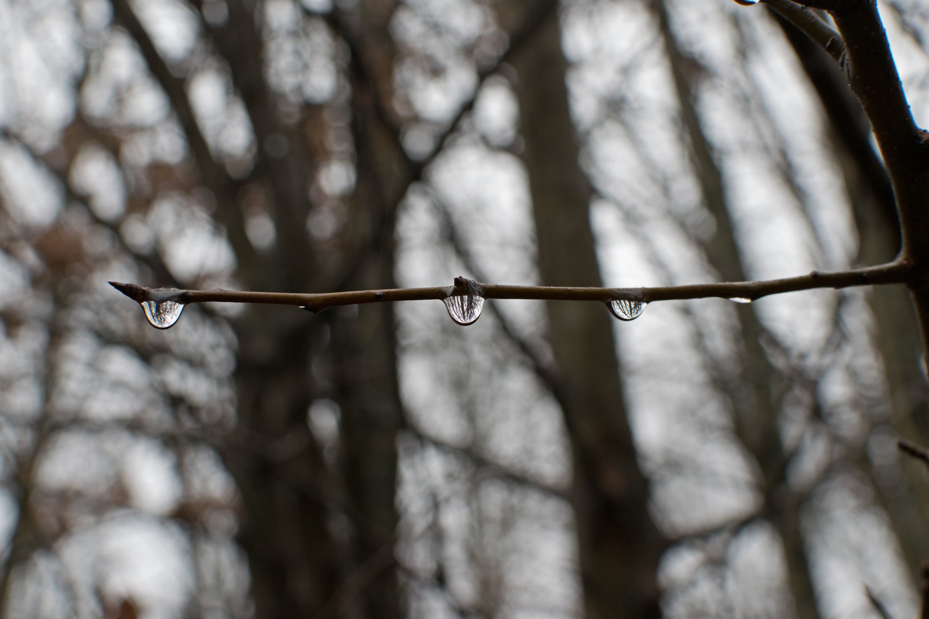 raindrops on branch 4k, HD Wallpaper