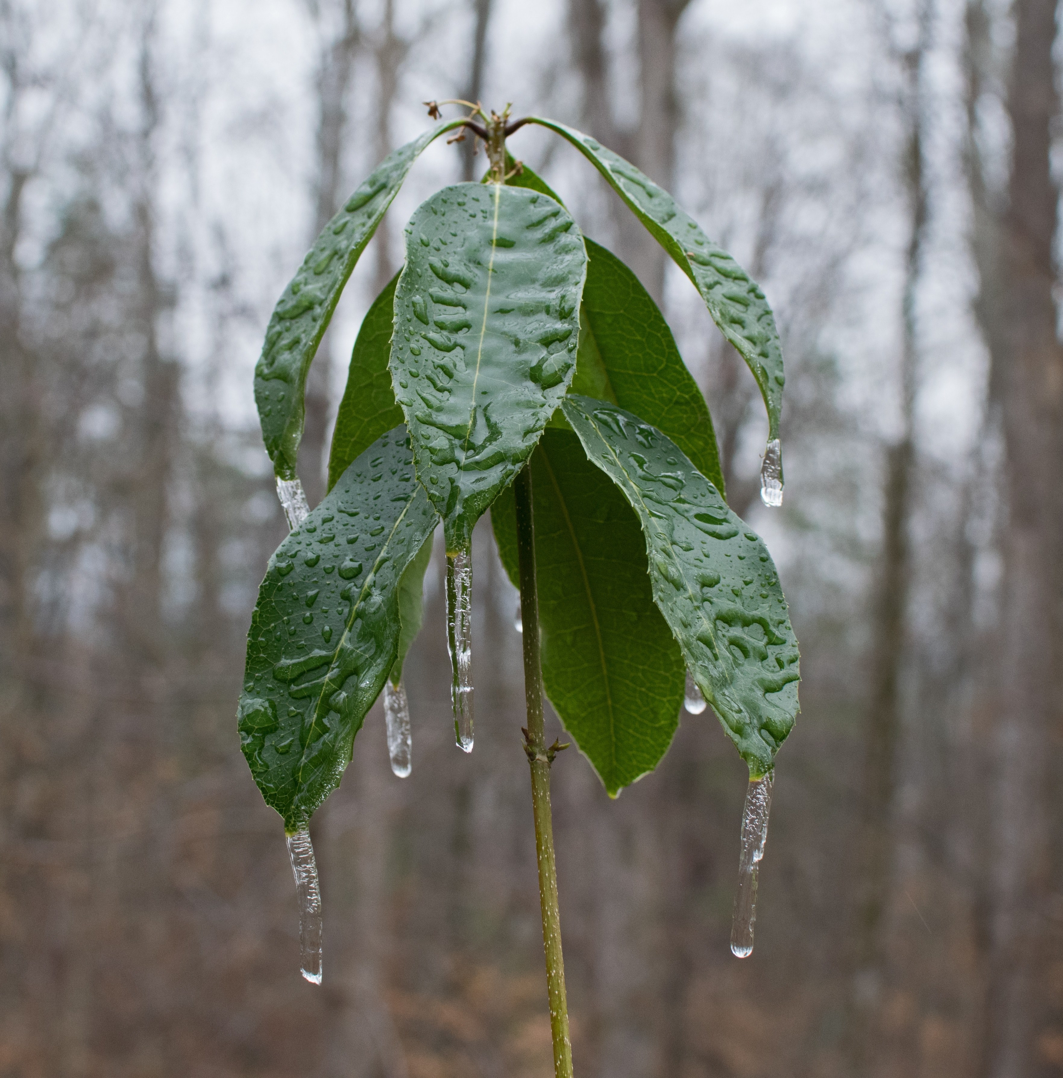 freezing rain on sweet olive 4k, Phone HD Wallpaper