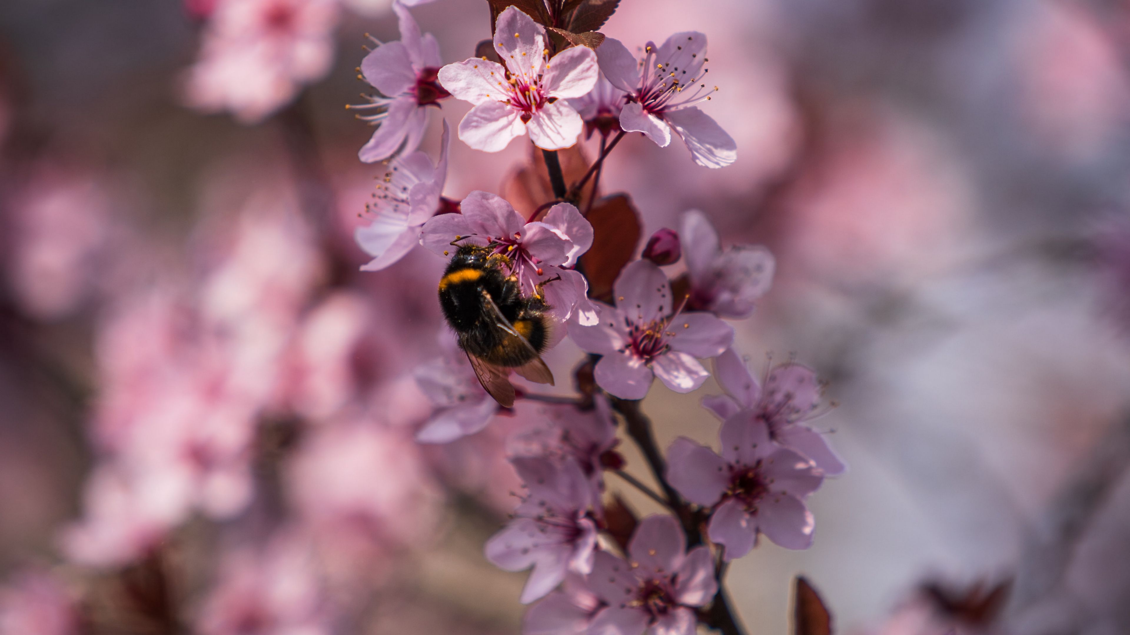 cherry, flowers, bumblebee, macro, 4k, HD Wallpaper