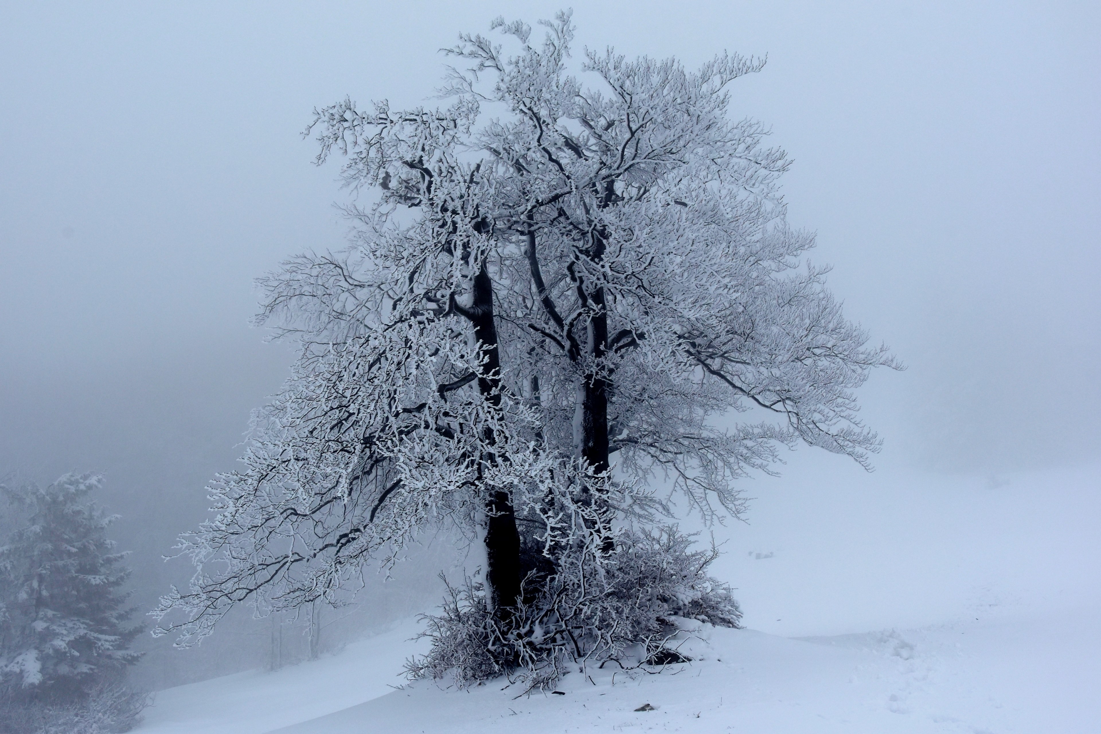 outdoor tree azure and scenery 4k, HD Wallpaper