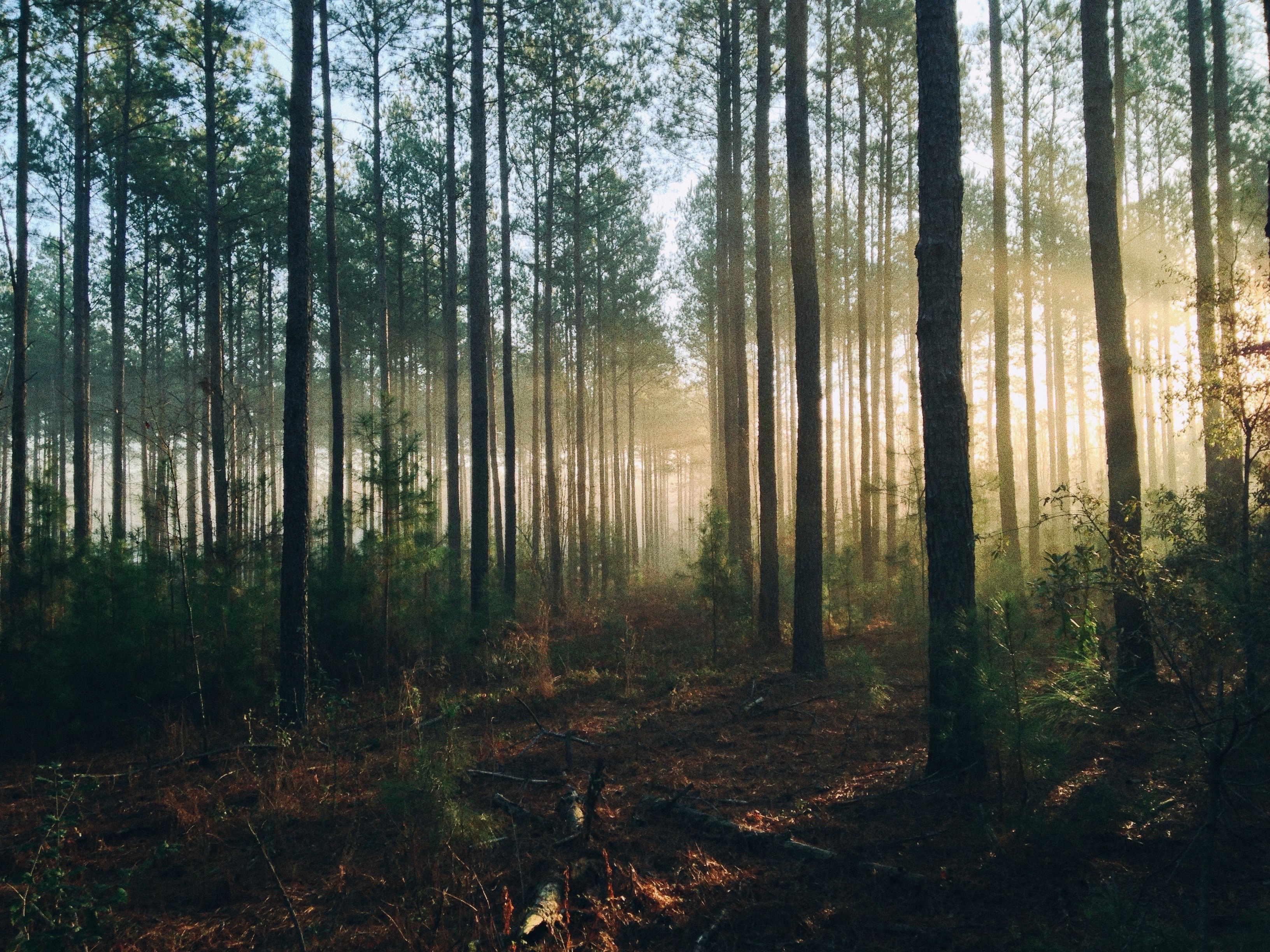 sunlight illuminates a coniferous forest during sunrise, illuminated woods 4k, HD Wallpaper