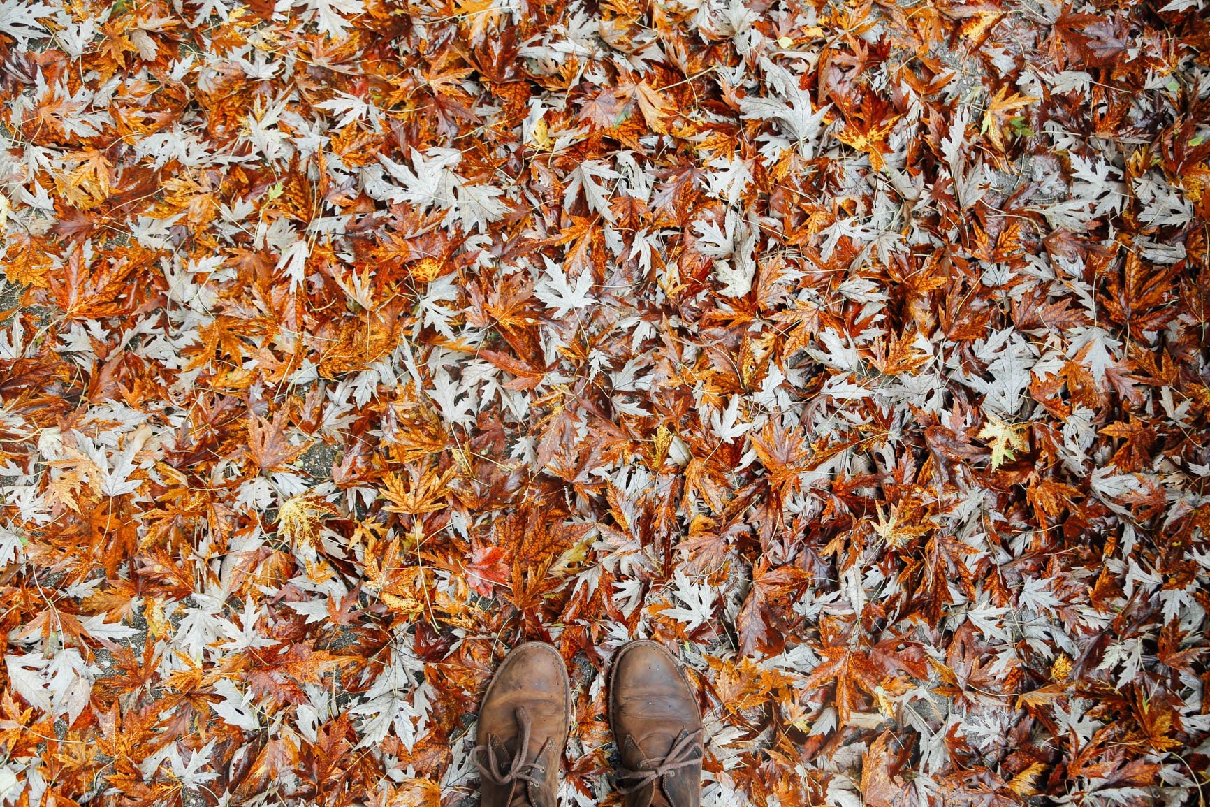 a person wearing boots standing on fallen orange leaves in autumn, autumn leaves 4k, HD Wallpaper