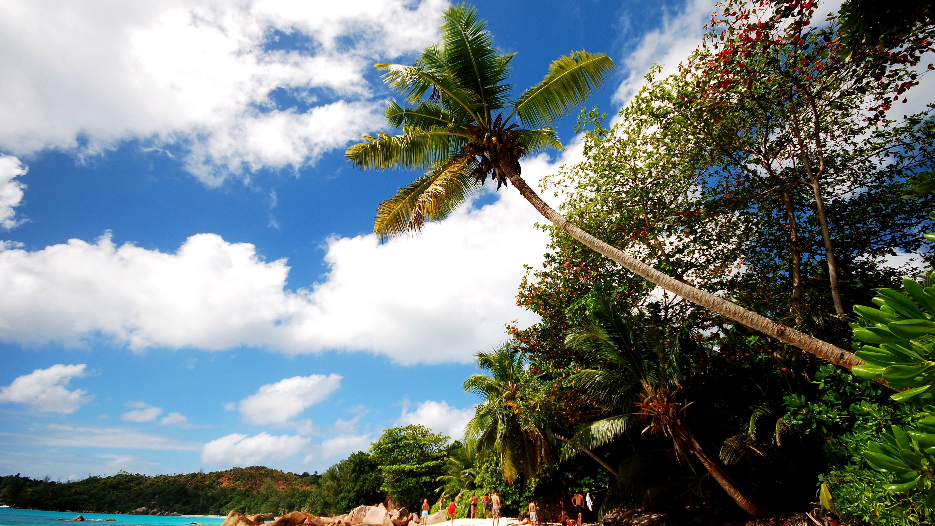 beach, sand, palm trees, 4k, HD Wallpaper