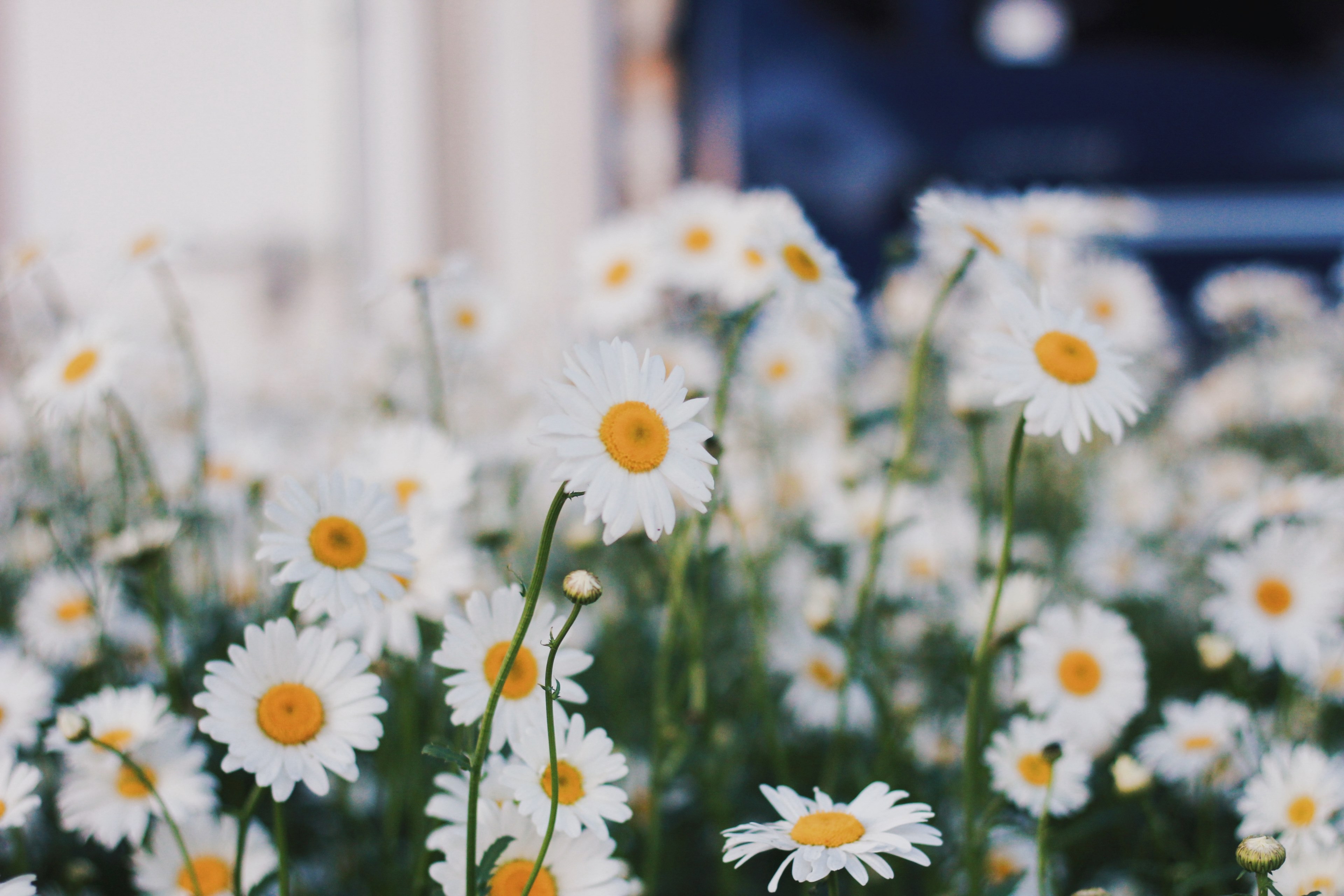 field of wild daisies grow outside a home, marguerite 4k, HD Wallpaper