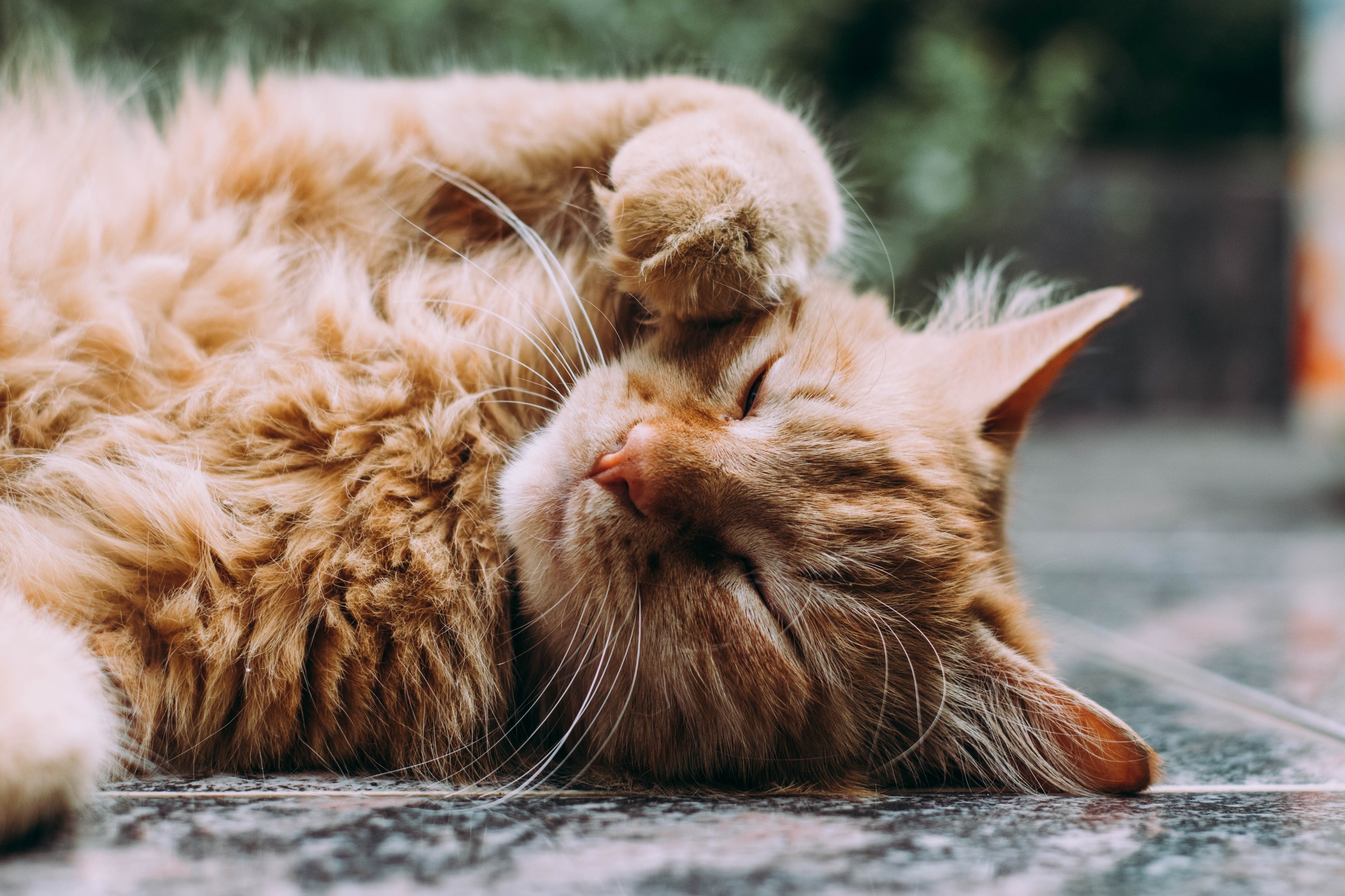cat ginger tabby and fur 4k, HD Wallpaper