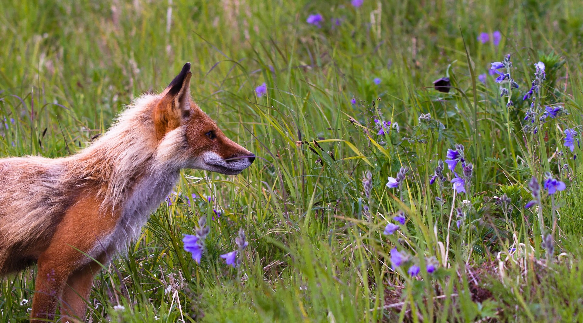 a red fox in a flower meadow, red fox and violet flowers 4k, HD Wallpaper