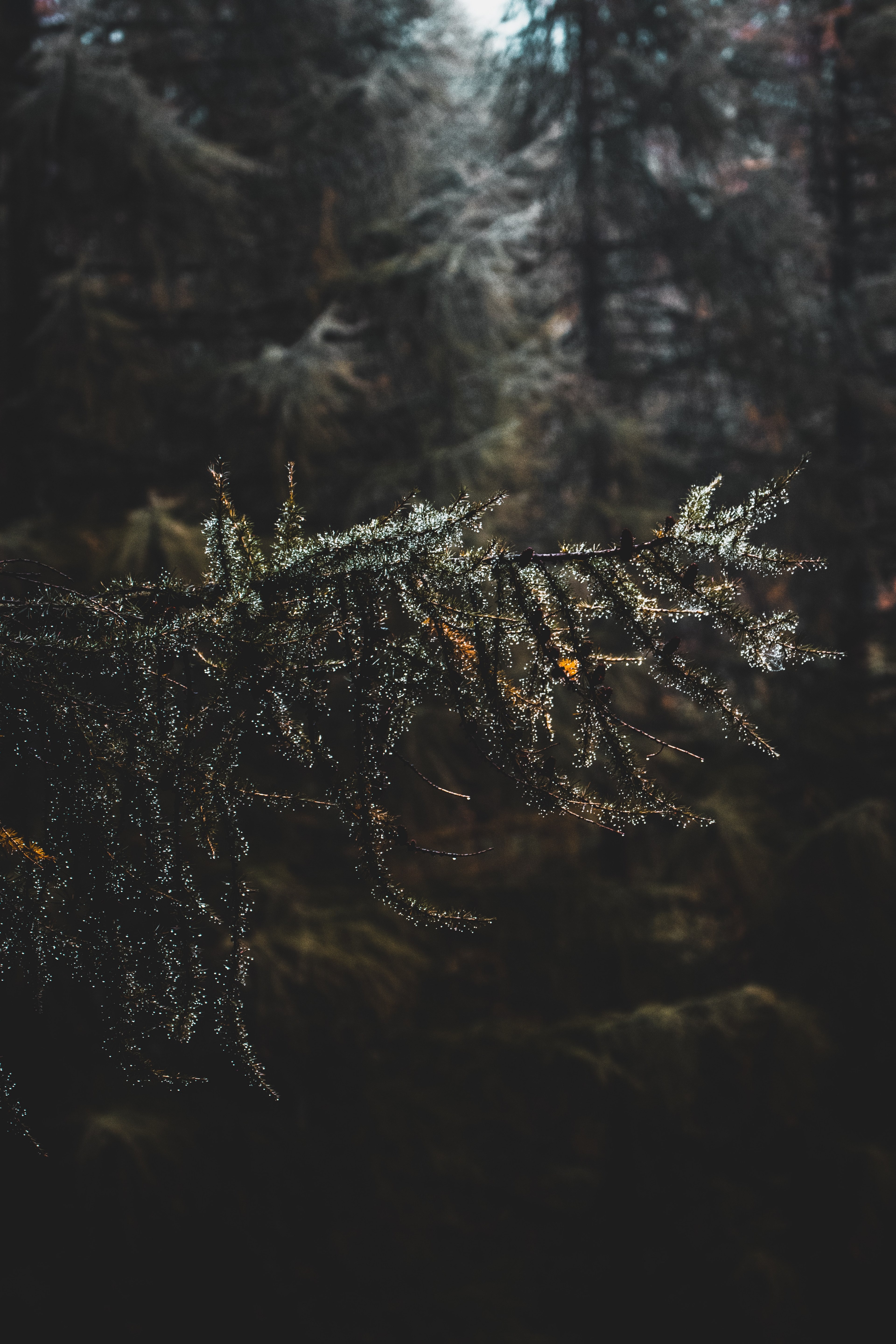 tree woodland forest and foliage hd, 4k, Phone HD Wallpaper