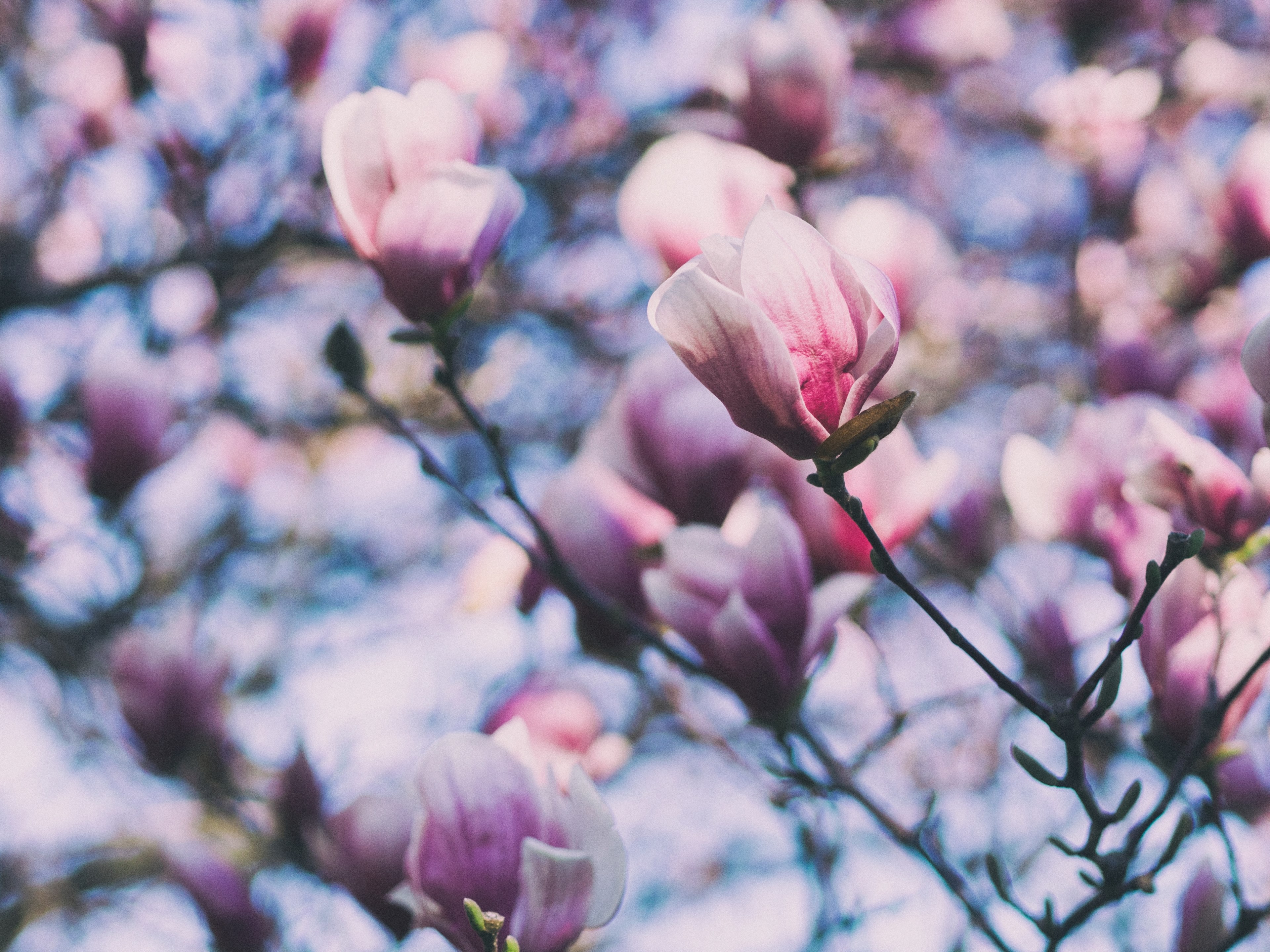 close up of magnolia tree and magnolia flowers in spring, springtime magnolia 4k, HD Wallpaper