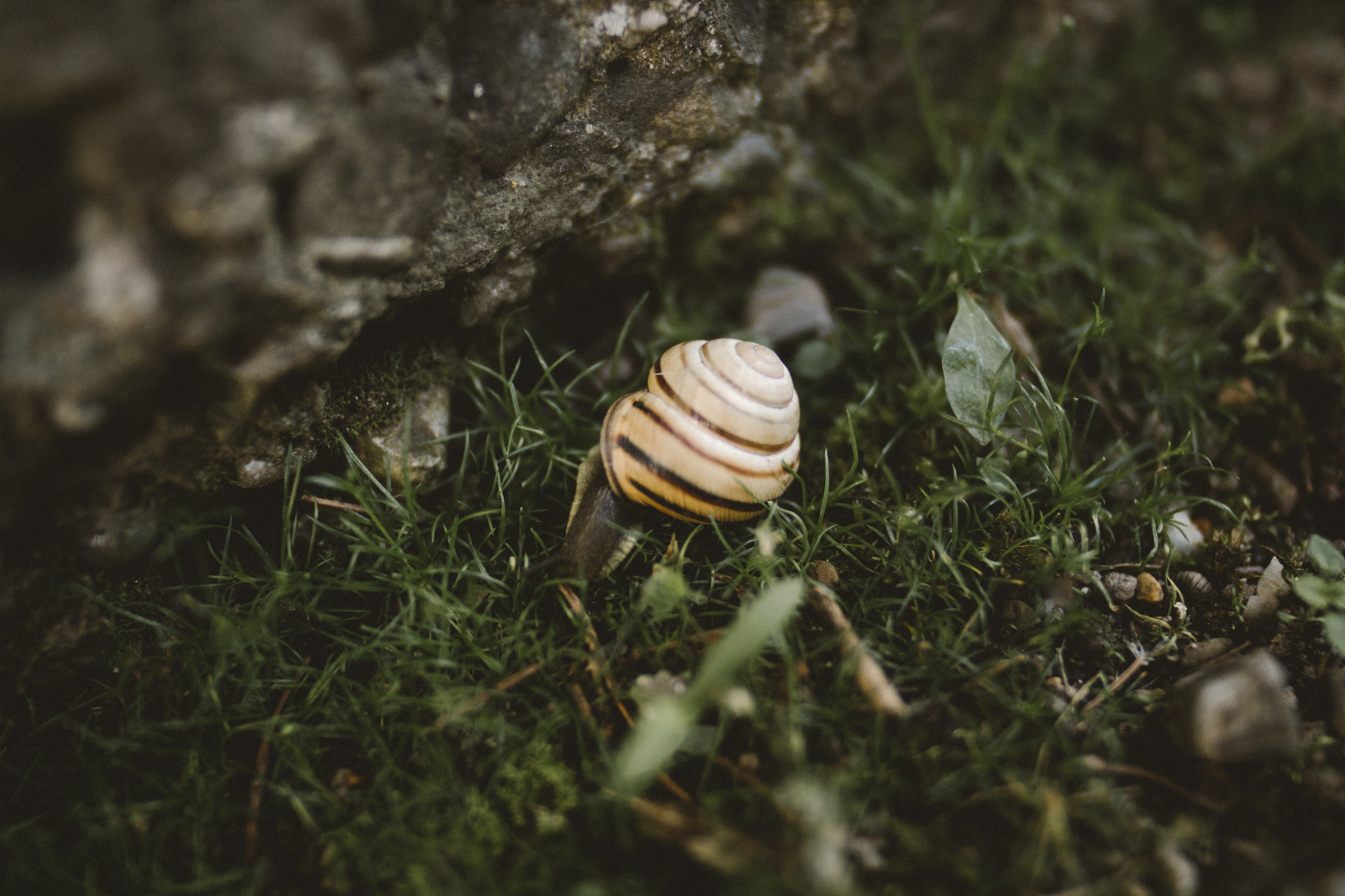 a snail crawls beside a large rock on a patch of grass, snail next to rock 4k, HD Wallpaper