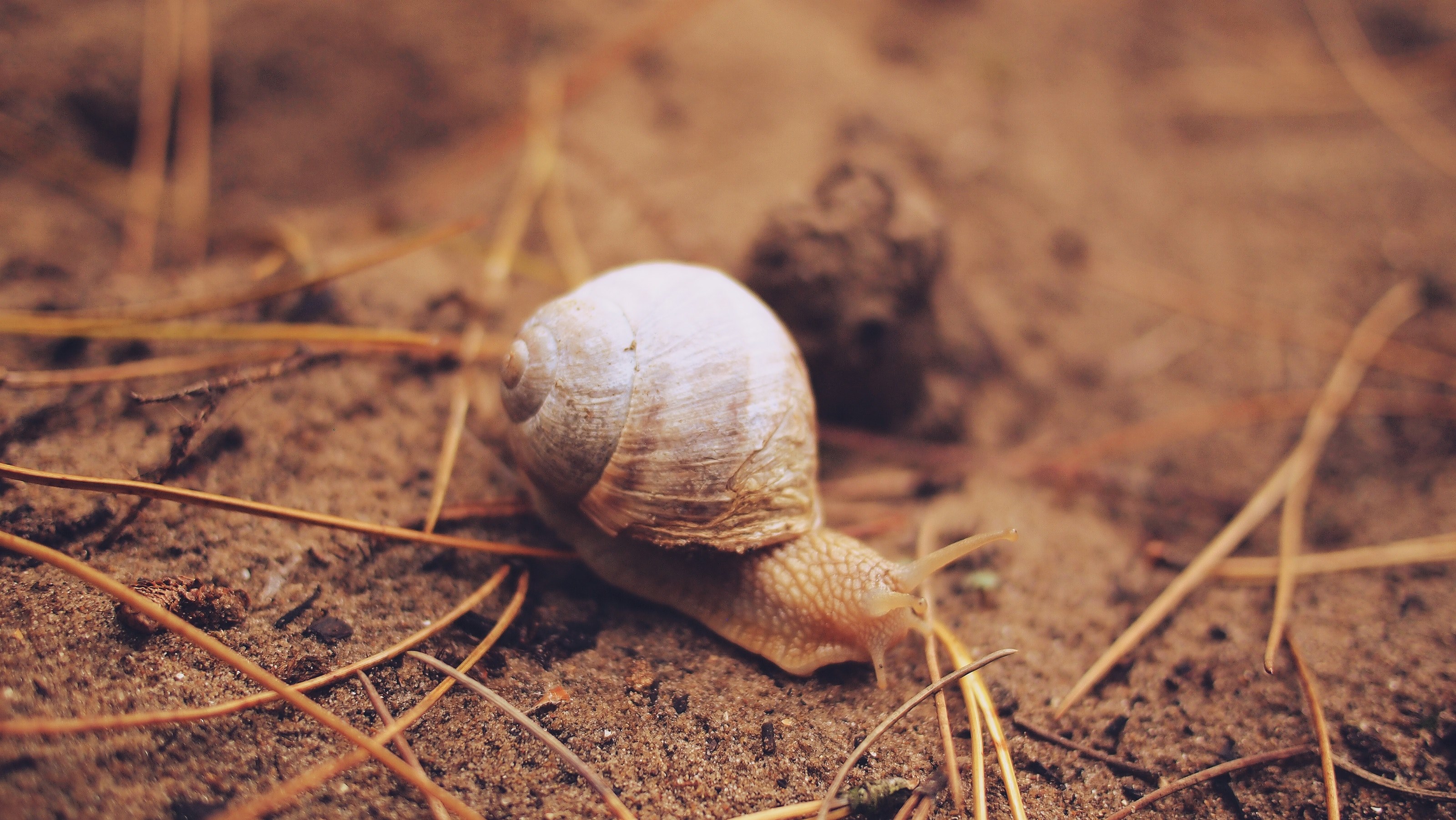 snail crawling over the ground by some dead grass, snails crawling ground 4k, HD Wallpaper