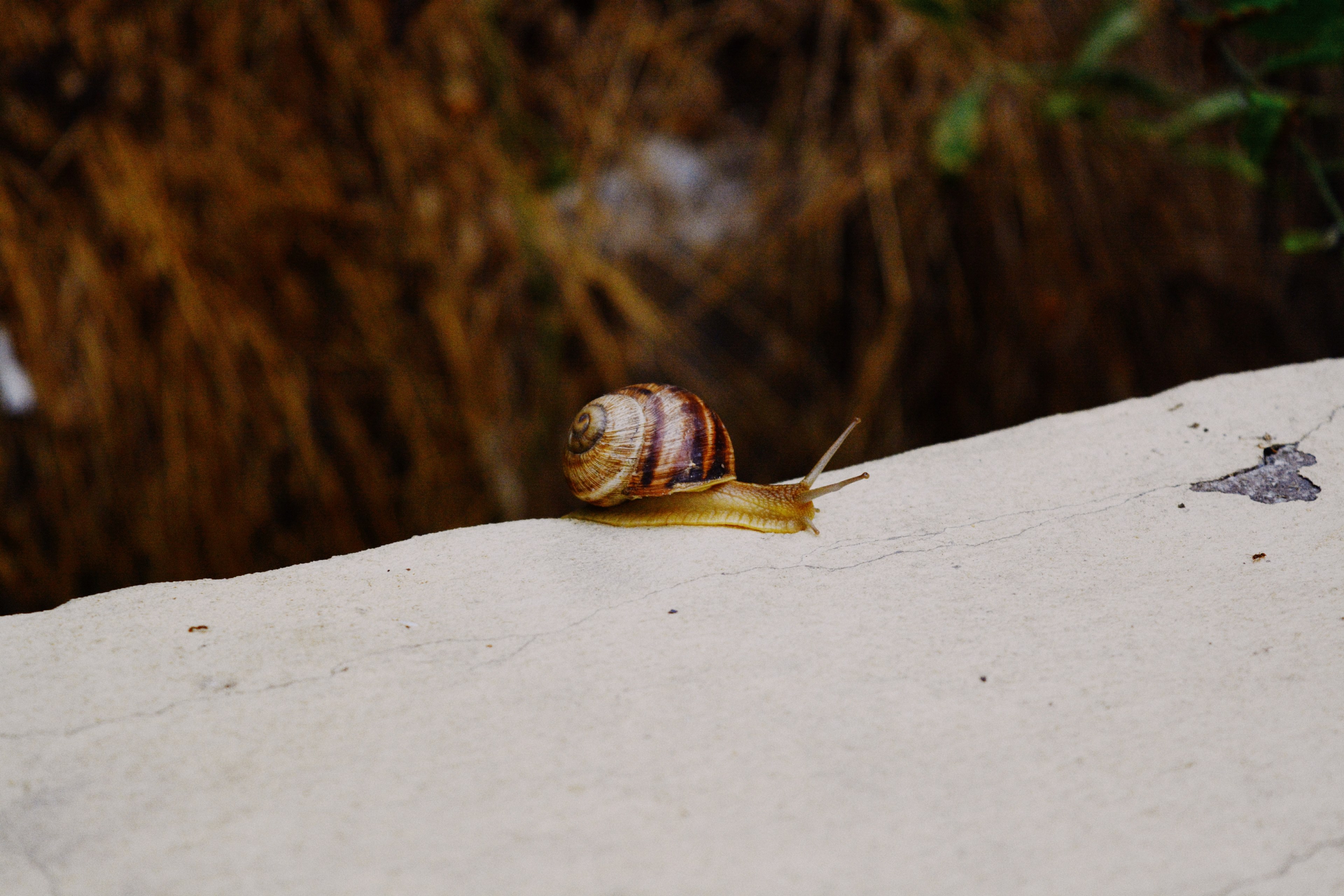 snail ledge slow and animal 4k, HD Wallpaper