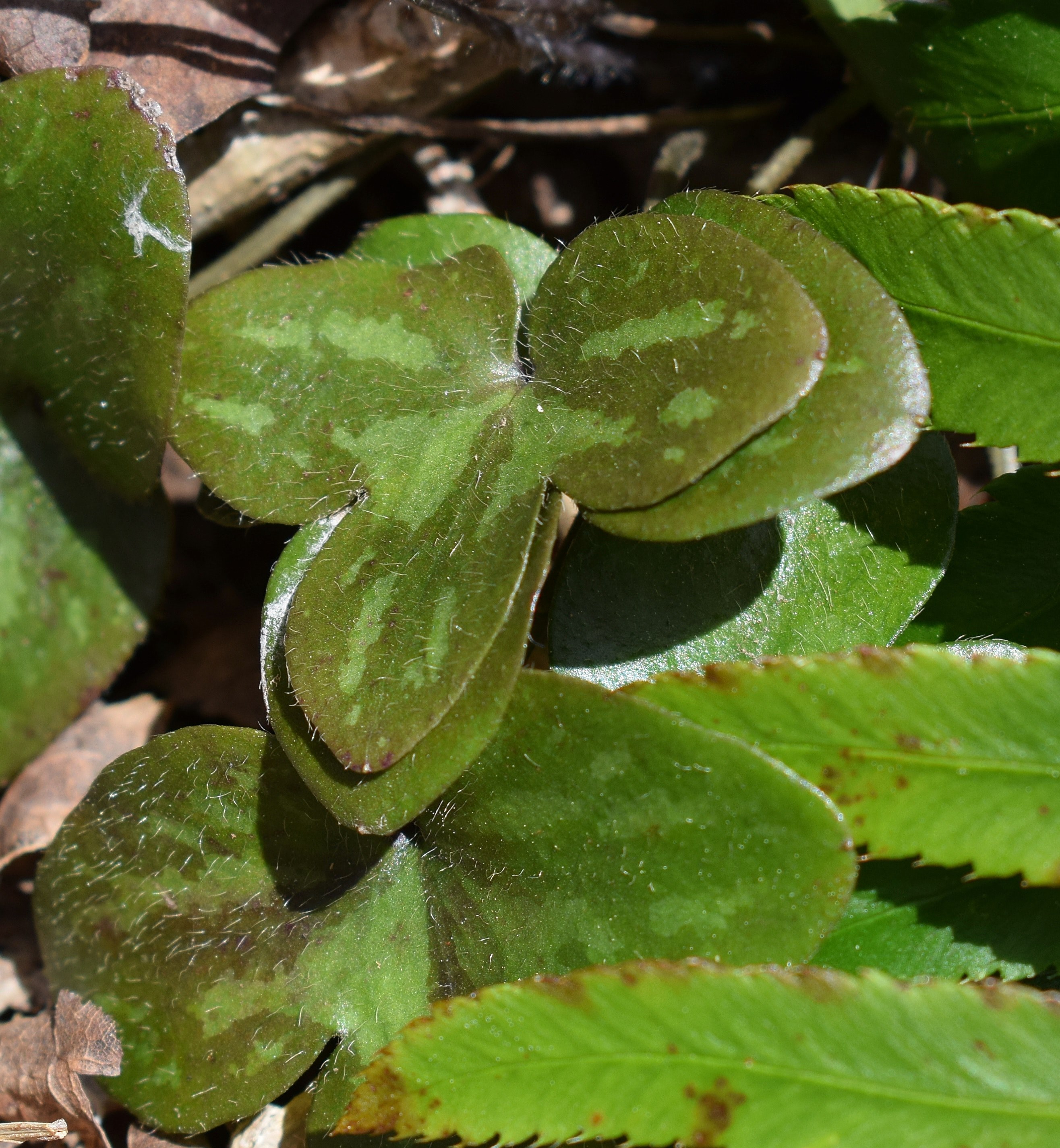 waxy hepatica leaves 4k, Phone HD Wallpaper