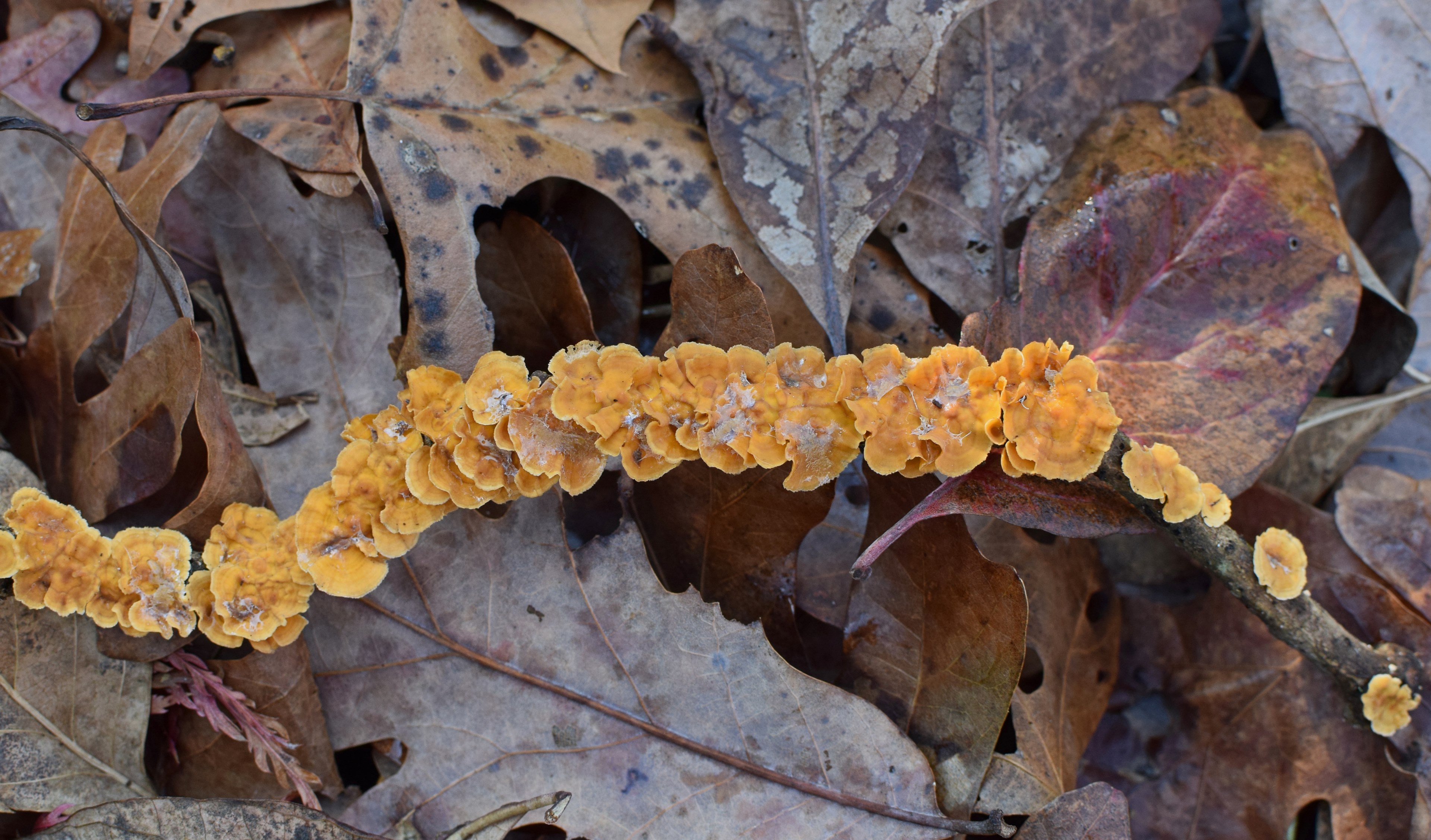 orange fungi on fallen twig 4k, HD Wallpaper