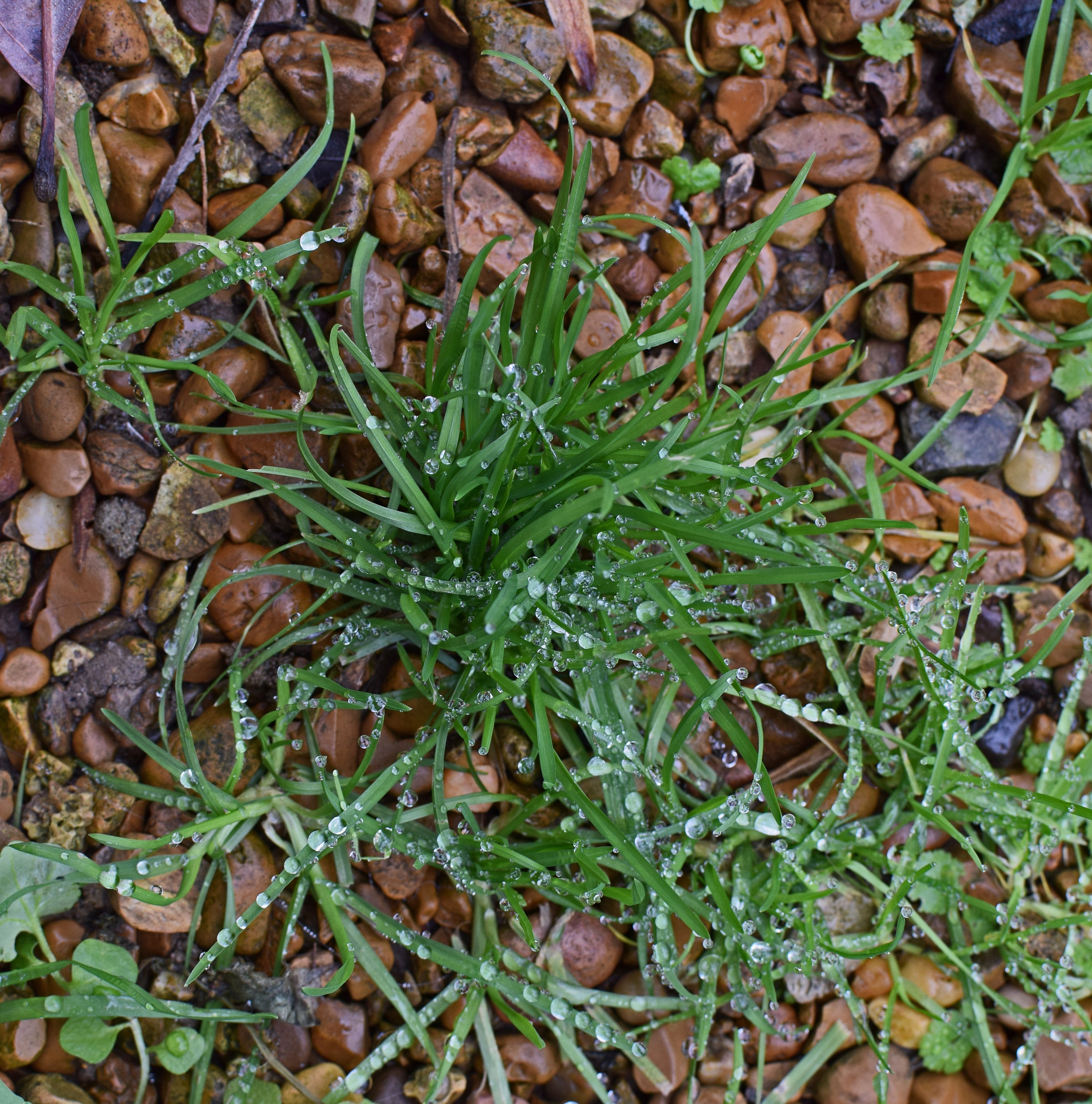 rain droplets on grass 4k, Phone HD Wallpaper