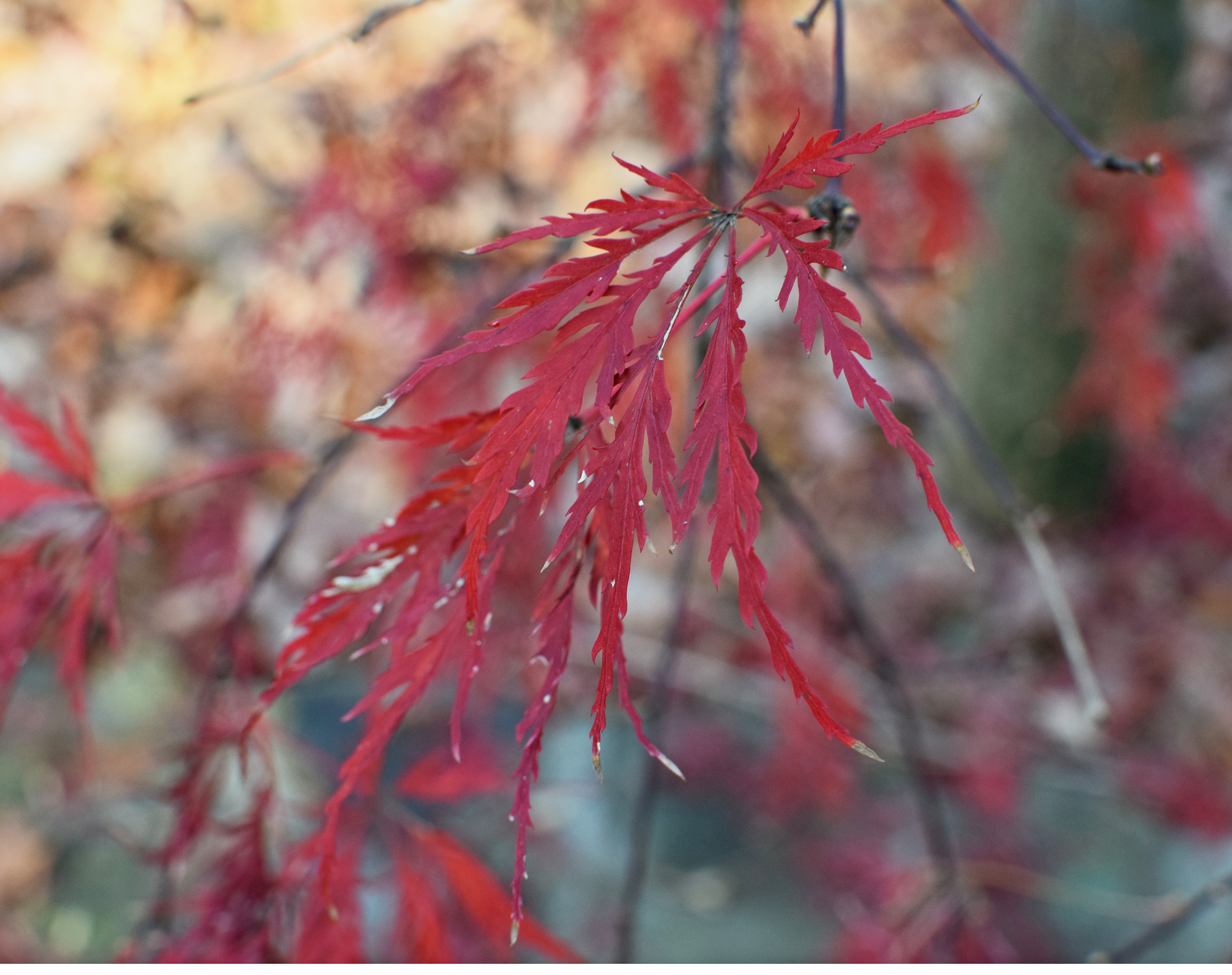 brilliant red japanese maple leaves 4k, HD Wallpaper