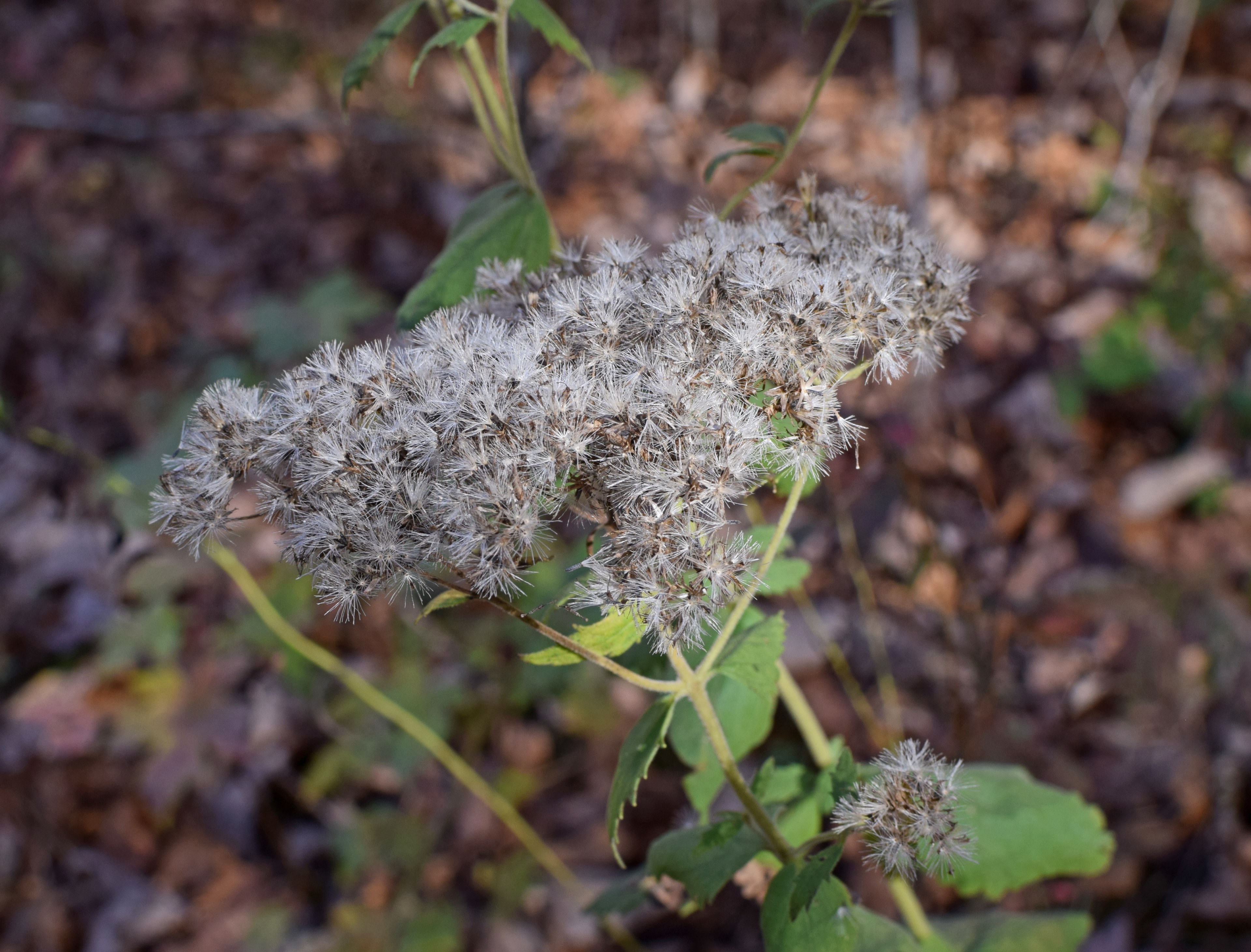 frost flower fuzzy seed heads 4k, HD Wallpaper