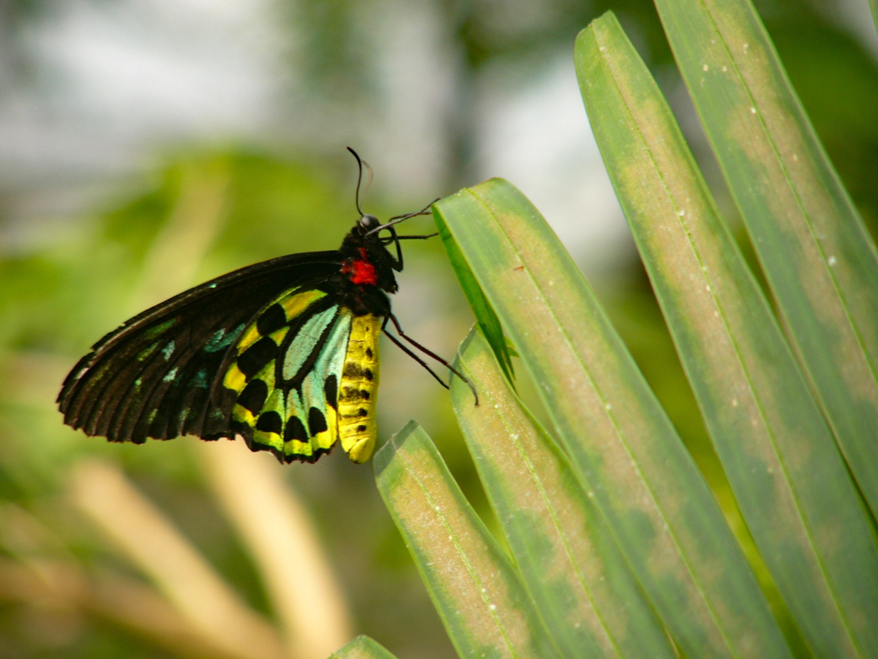 butterfly in conservatory n_falls 4k, HD Wallpaper