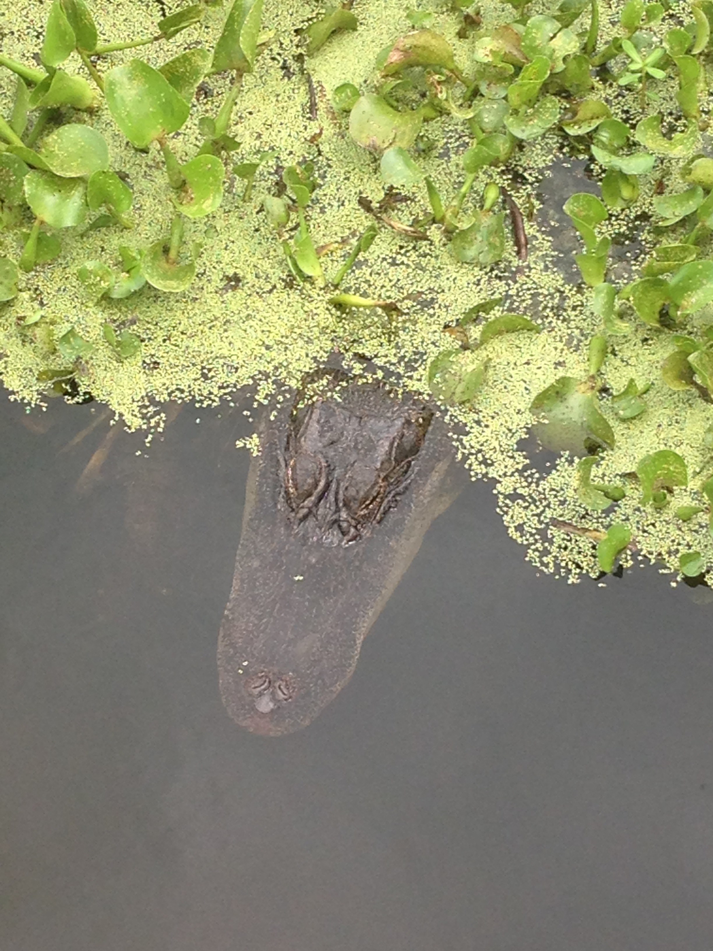 brazos bend alligators 4k, Phone HD Wallpaper