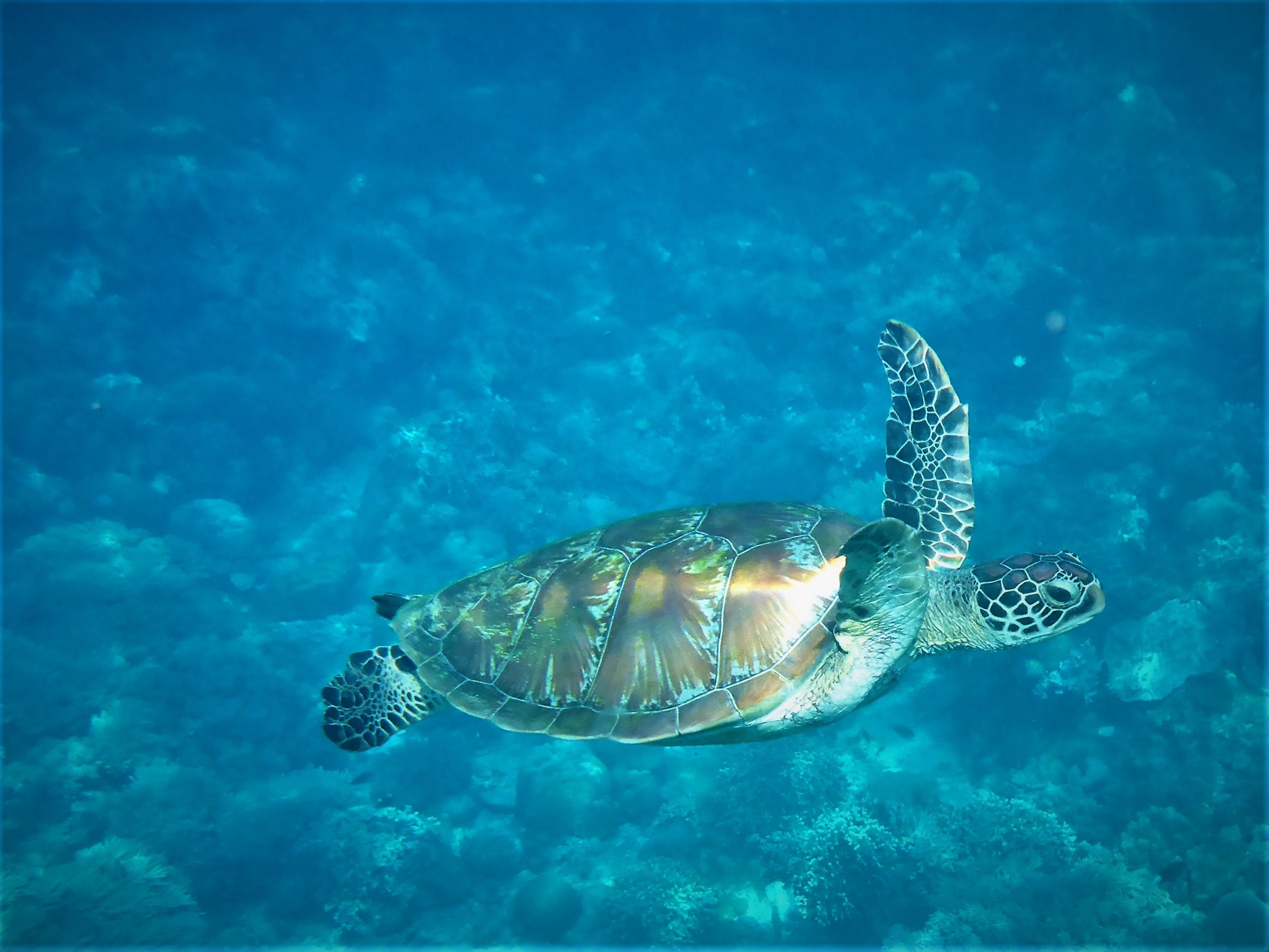water underwater turtle and sea 4k, HD Wallpaper