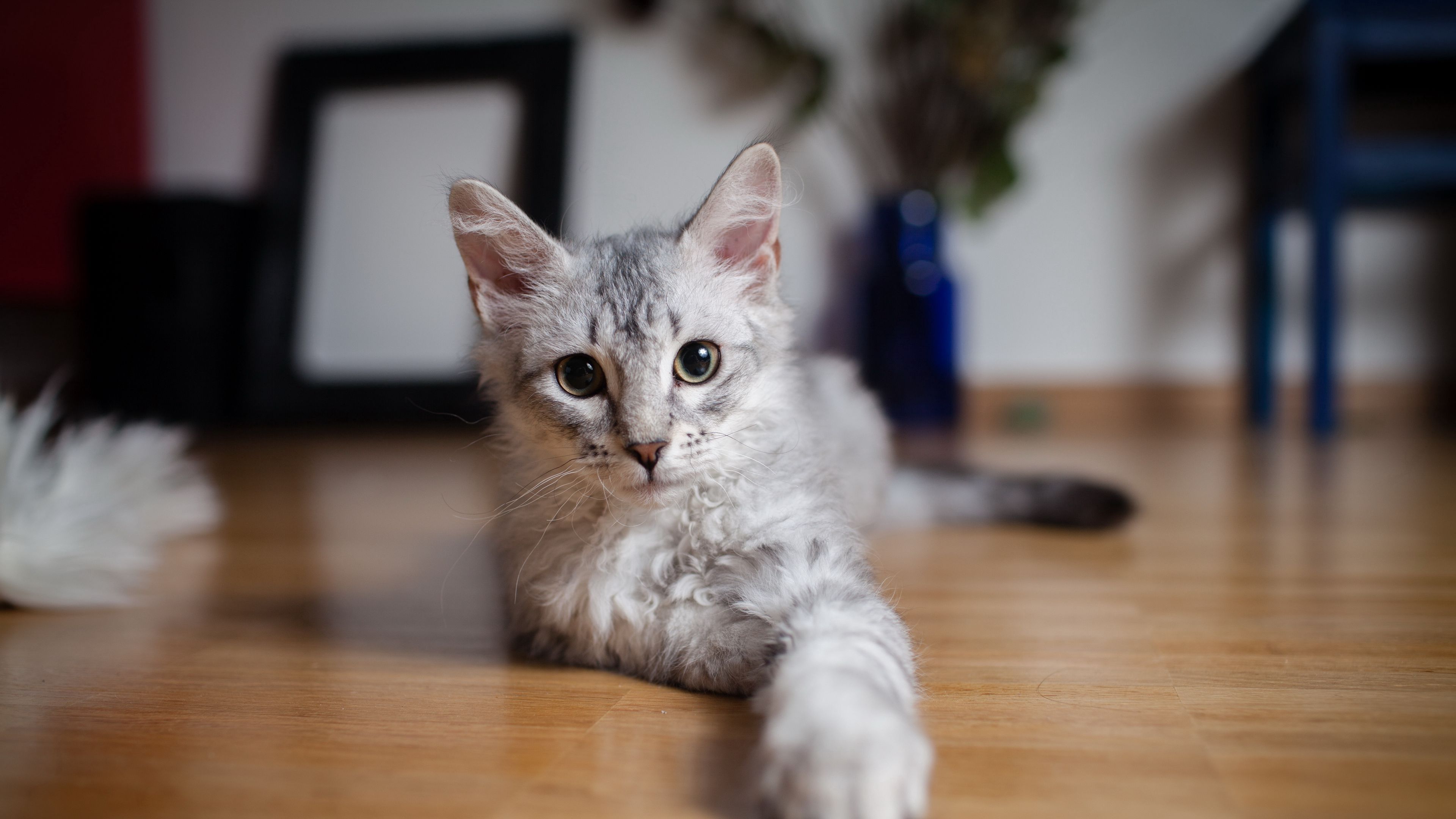 cat, paw, lie down, 4k, HD Wallpaper