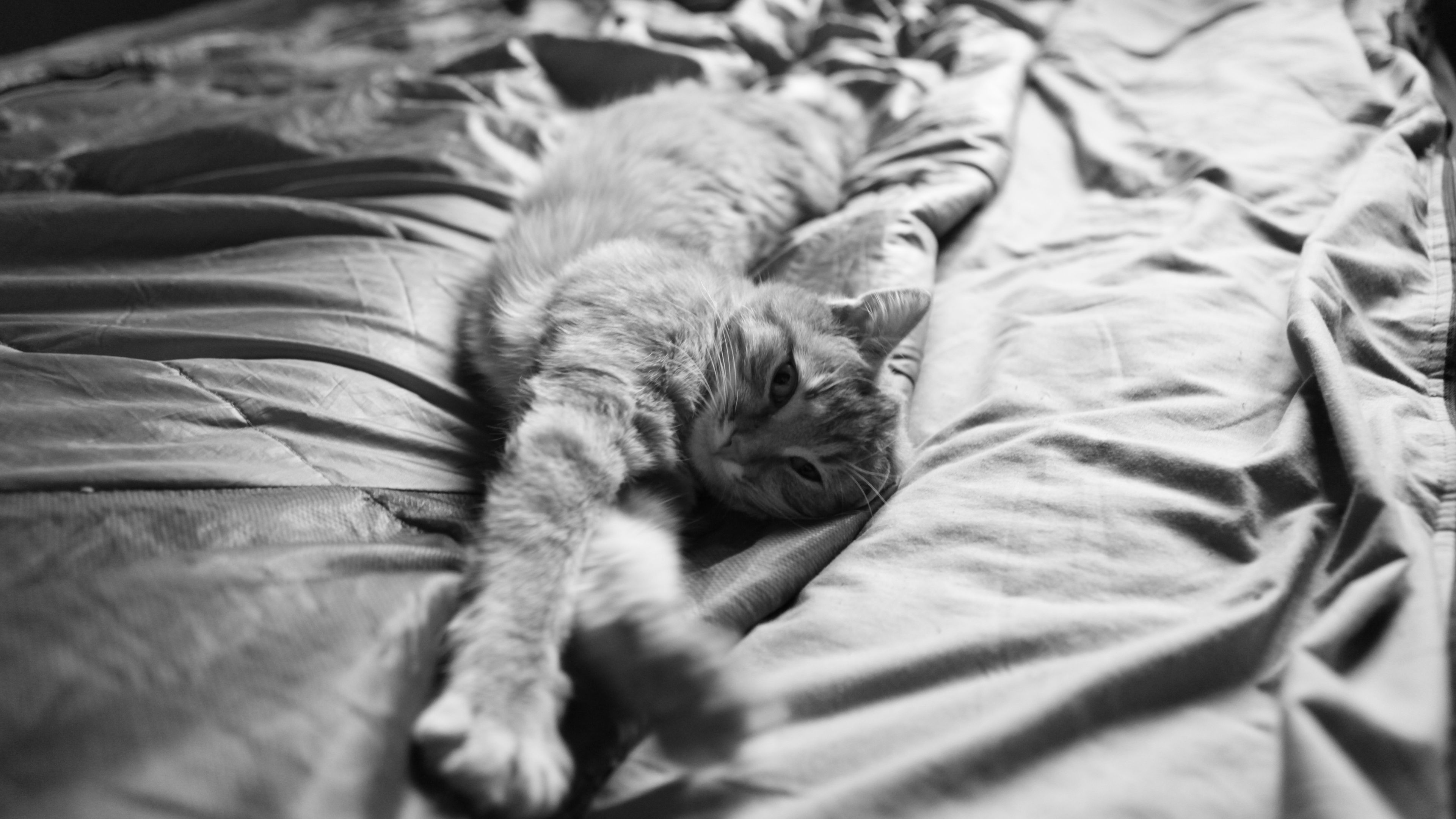 cat, stretch, fluffy, 4k, HD Wallpaper