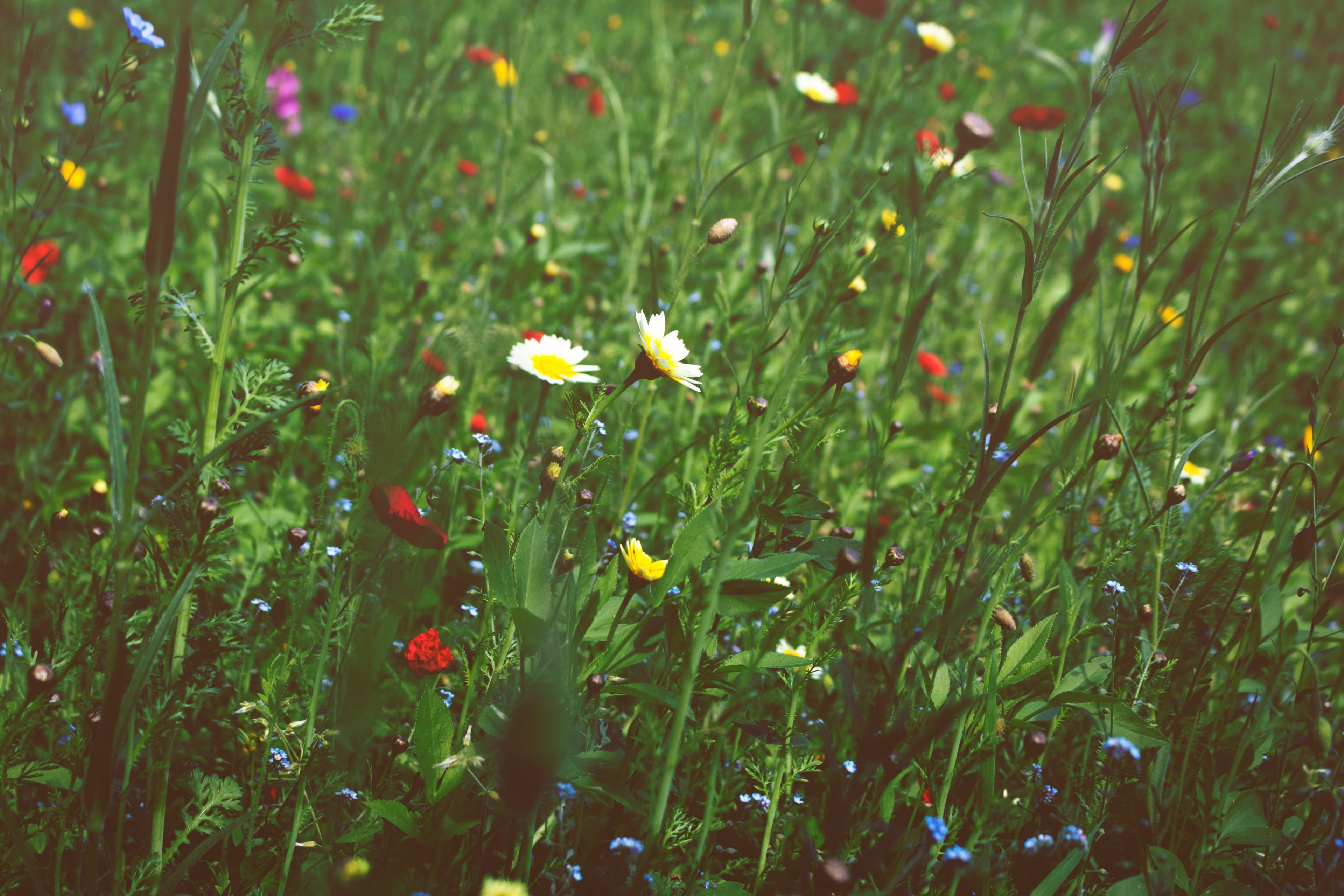 long shot of multicolored tall wildflowers in long tall grass in spring, tall grass flower spring 4k, HD Wallpaper