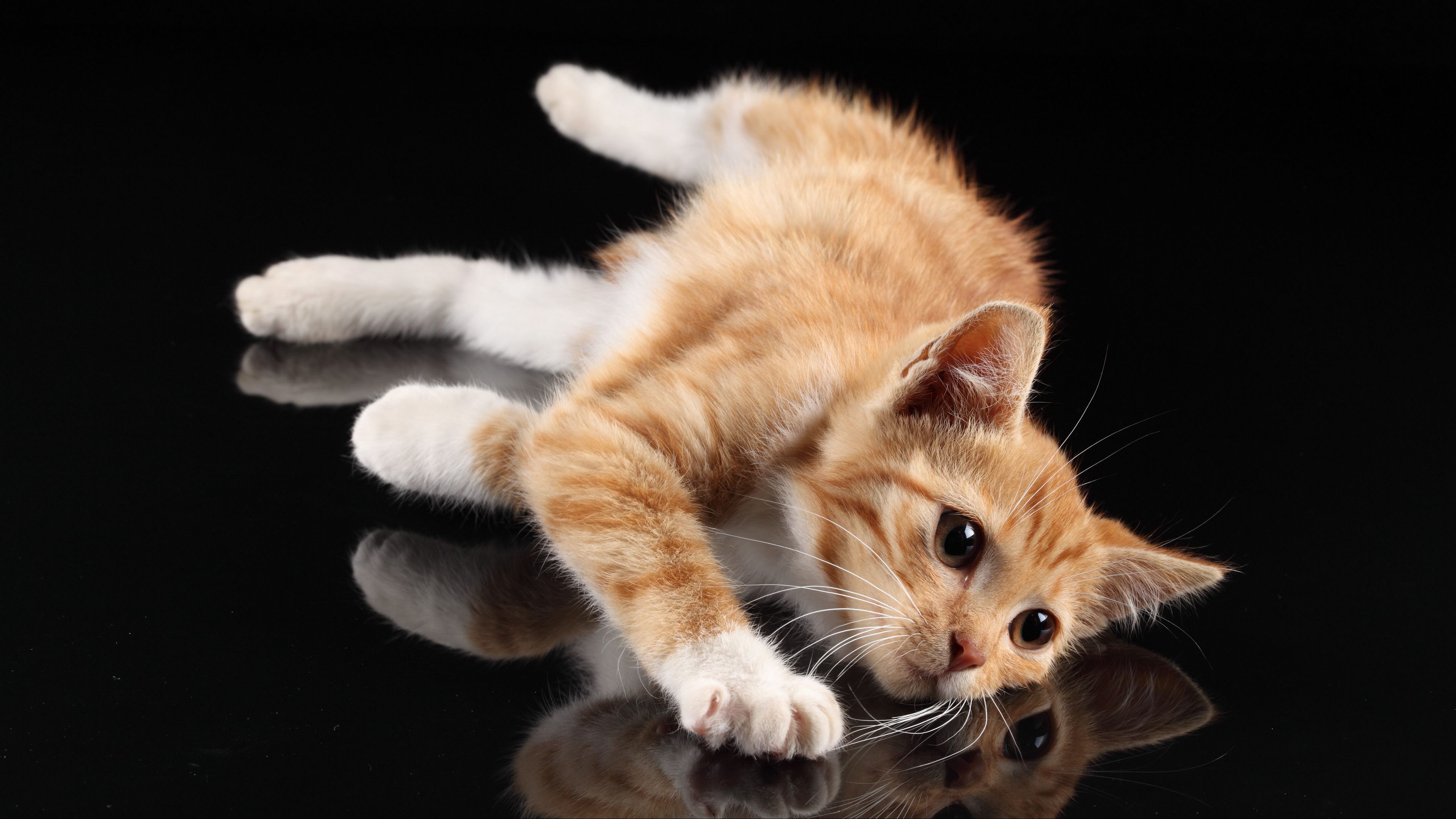 kitten, lie, reflection, 4k, HD Wallpaper