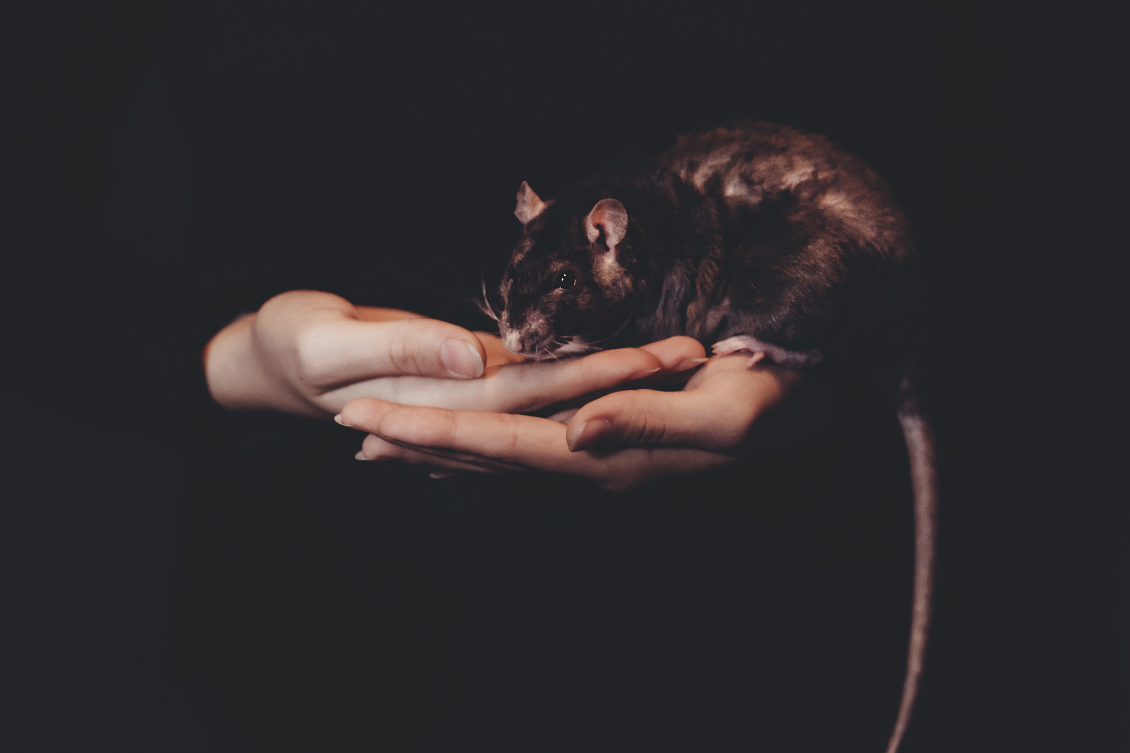 hand rat pet and animal 4k, HD Wallpaper