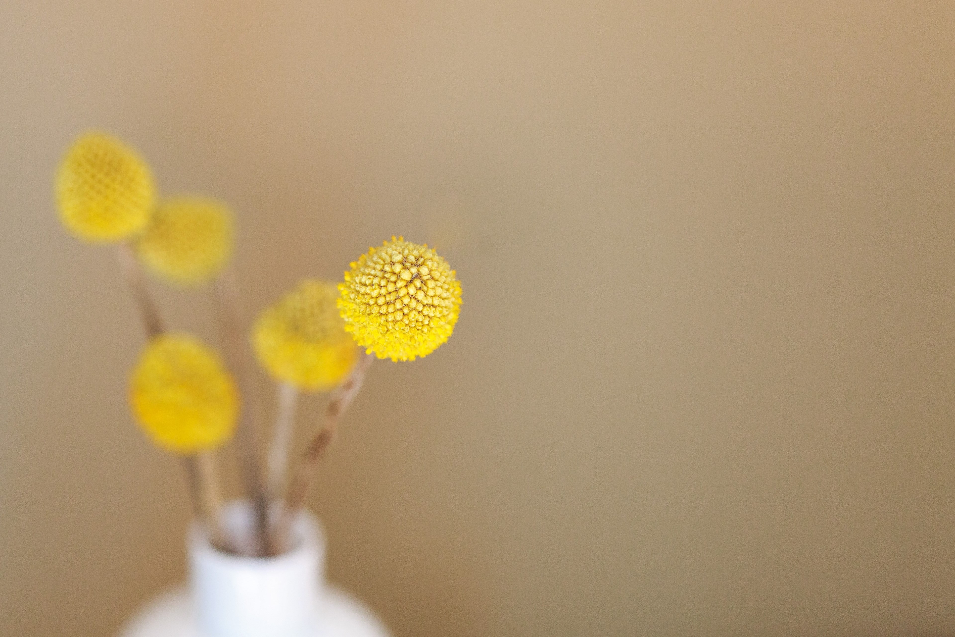 round yellow seed heads in a white vase, round yellow flowers 4k, HD Wallpaper
