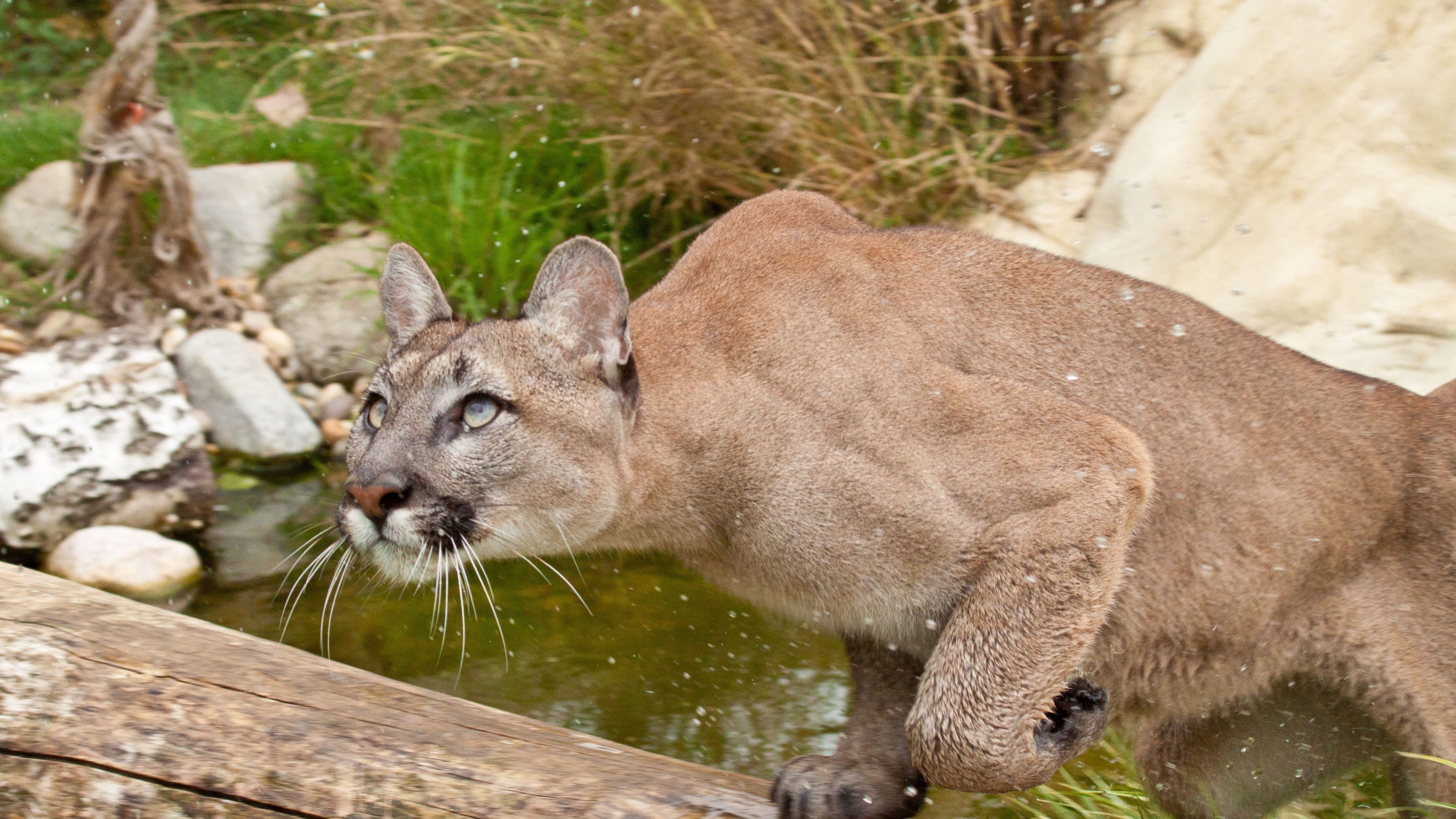 cougar, fear, attention, water, grass, 4k, HD Wallpaper