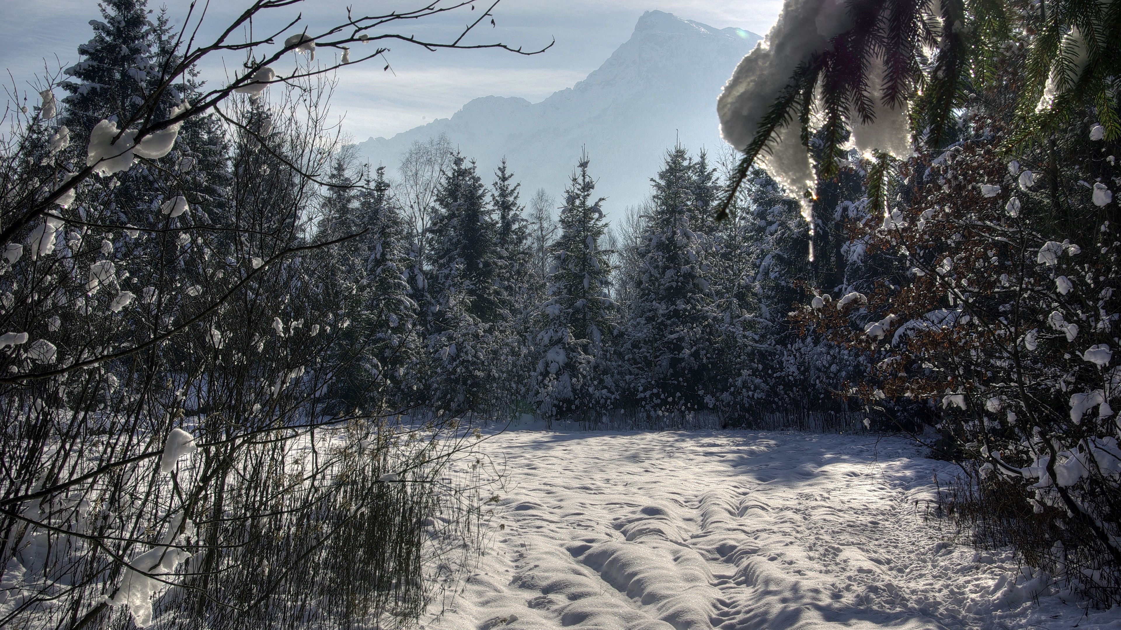 winter, forest, trees, snow, 4k, HD Wallpaper