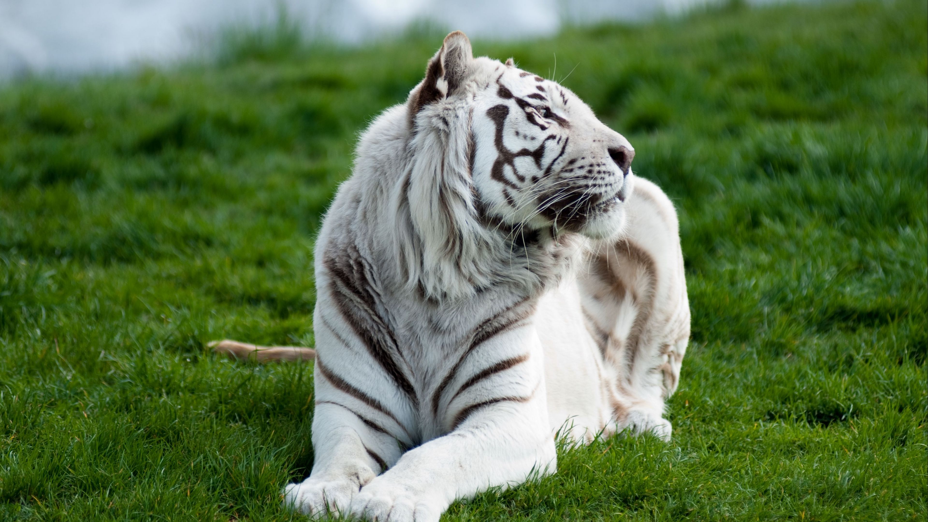 tiger, albino, grass, lie, predator, big cat, 4k, HD Wallpaper