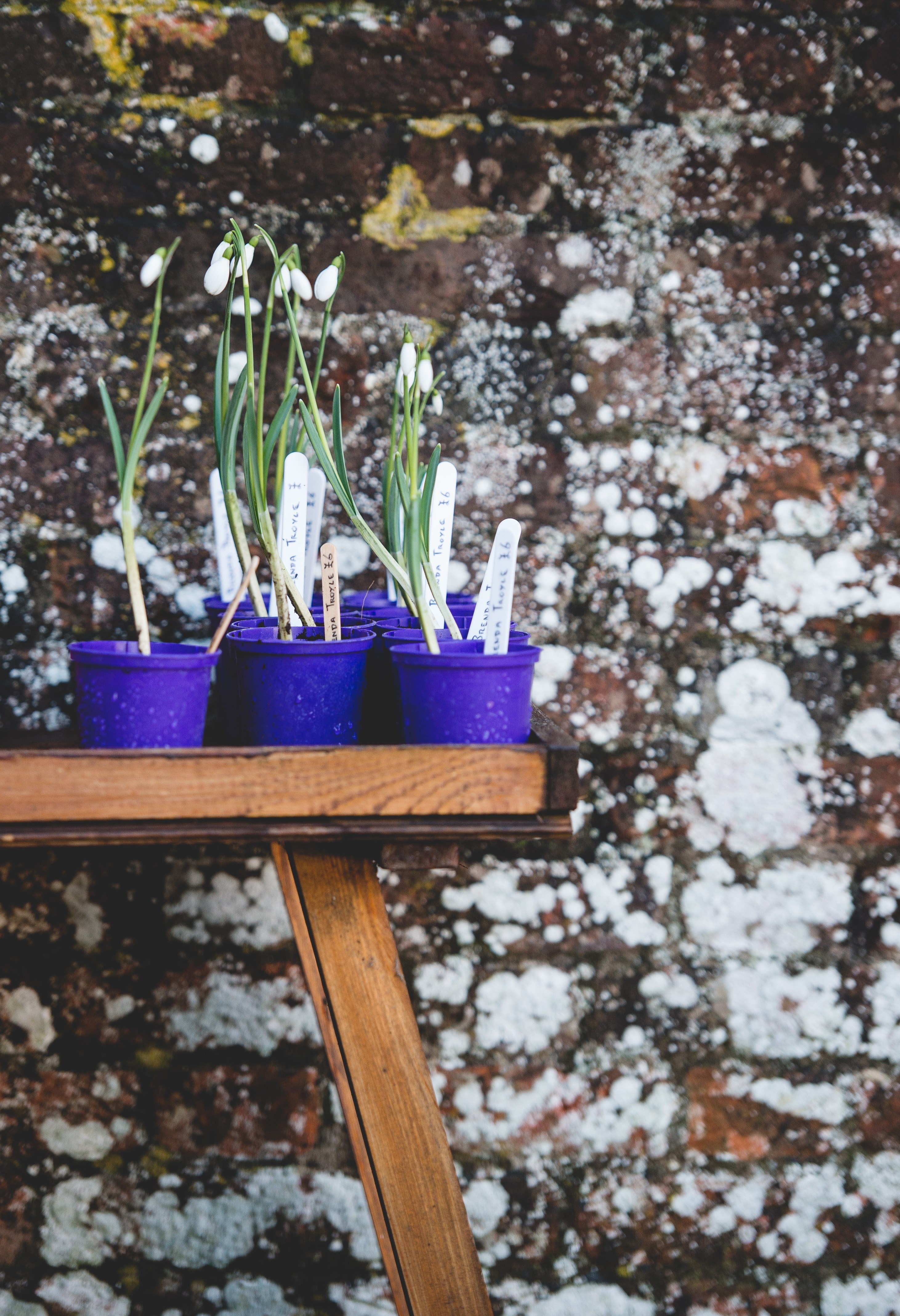 white snowdrop flowers in small blue pots on a shelf, potted snowdrops 4k, Phone HD Wallpaper