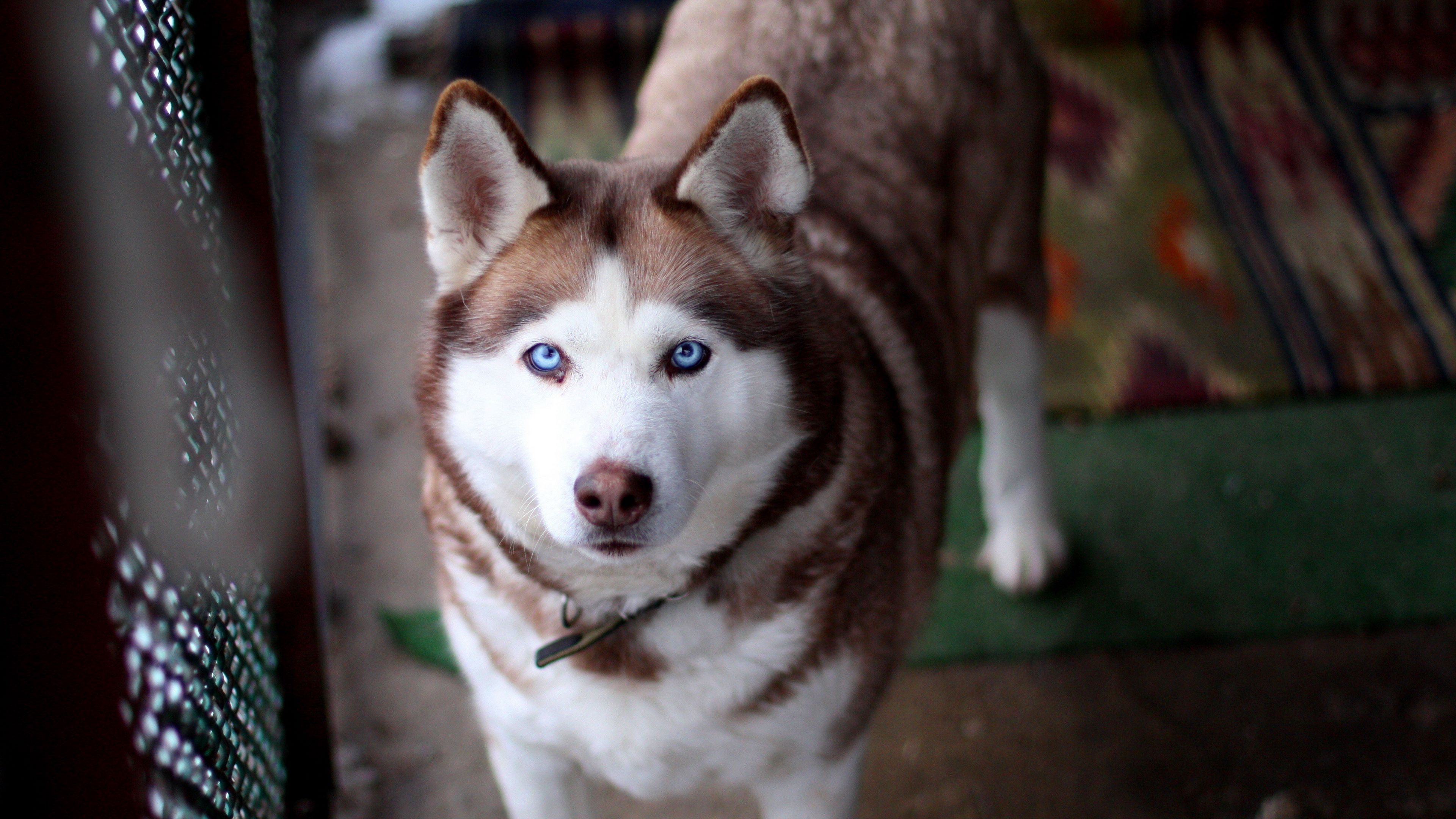 husky, dog, muzzle, eyes, collar, 4k, HD Wallpaper