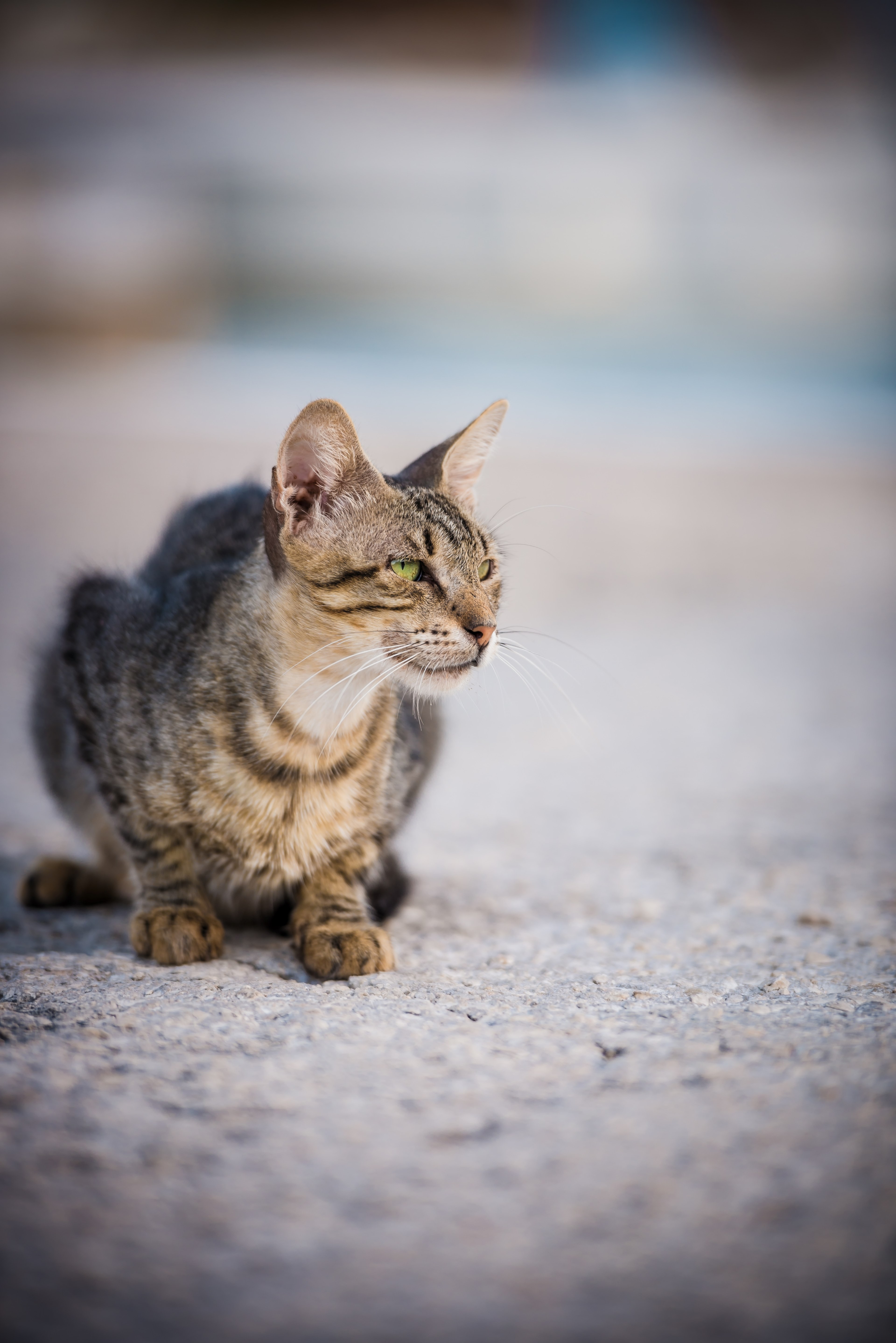 cat feline pet and concrete hd, 4k, Phone HD Wallpaper