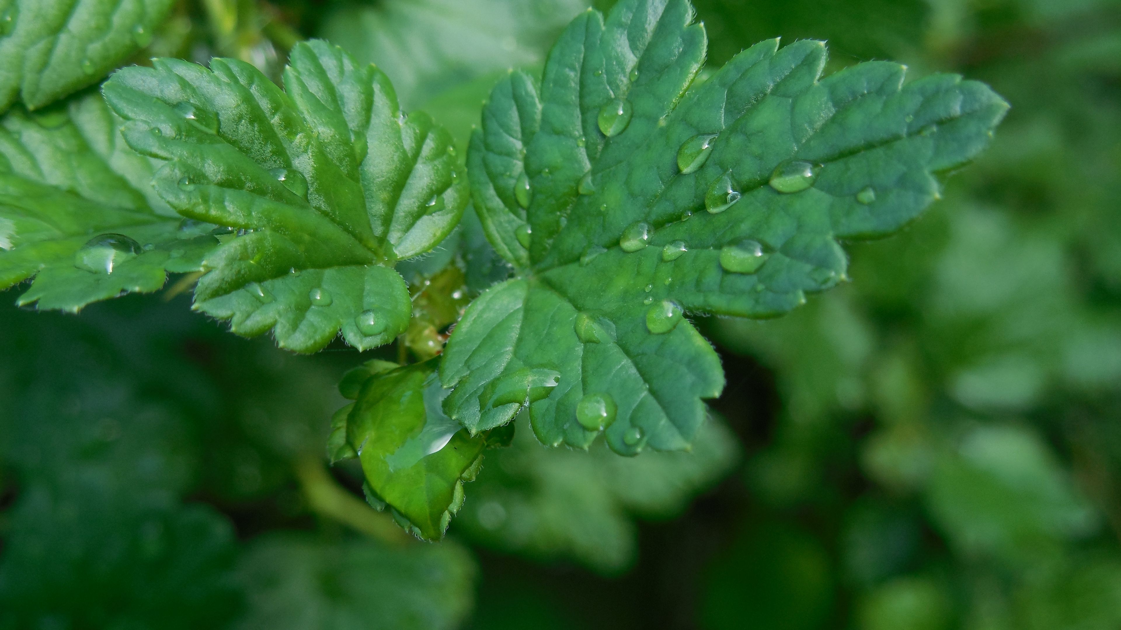 macro, gooseberries, drops, 4k, HD Wallpaper