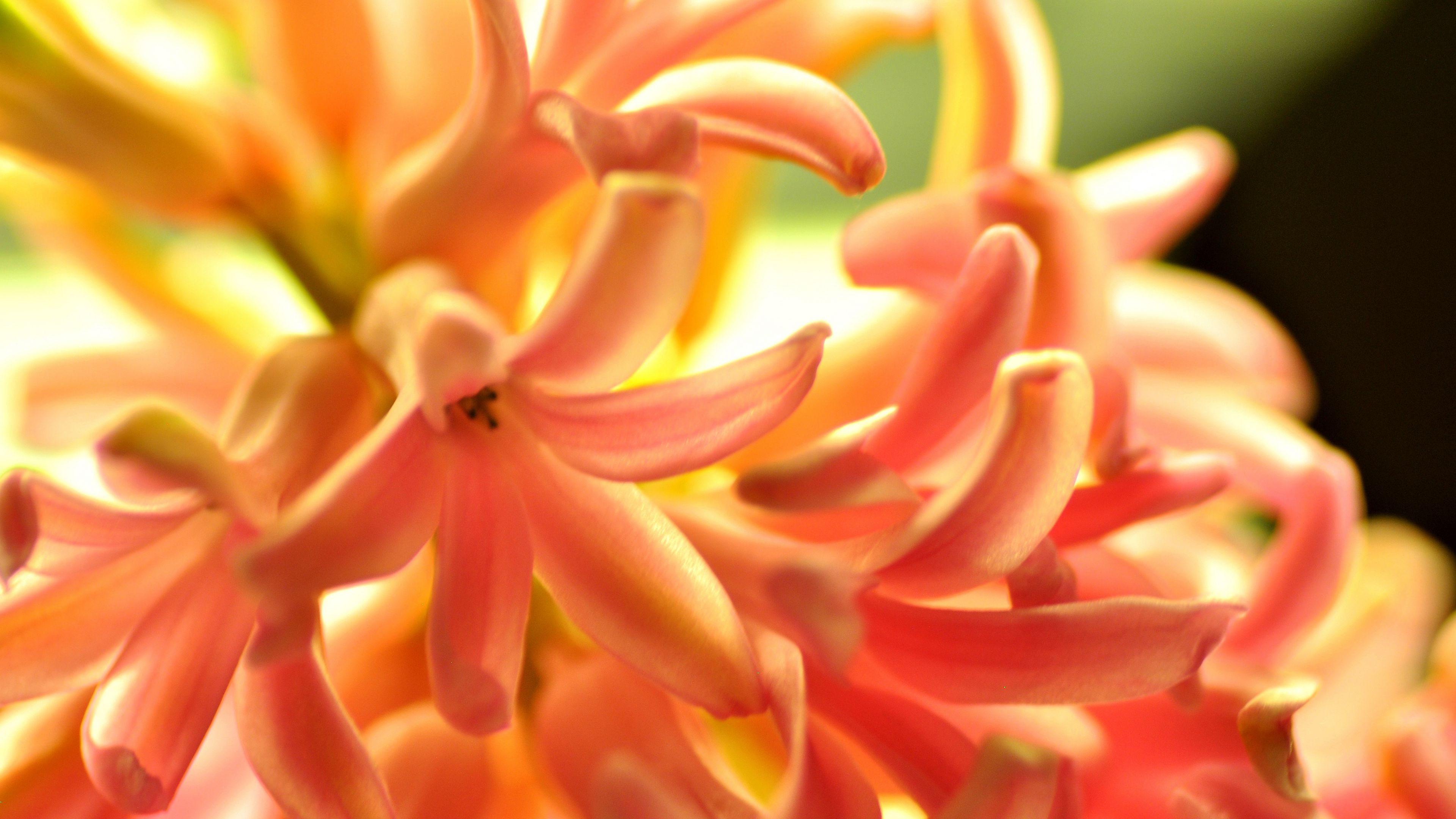 flower, orange, hyacinth, nature, 4k, HD Wallpaper