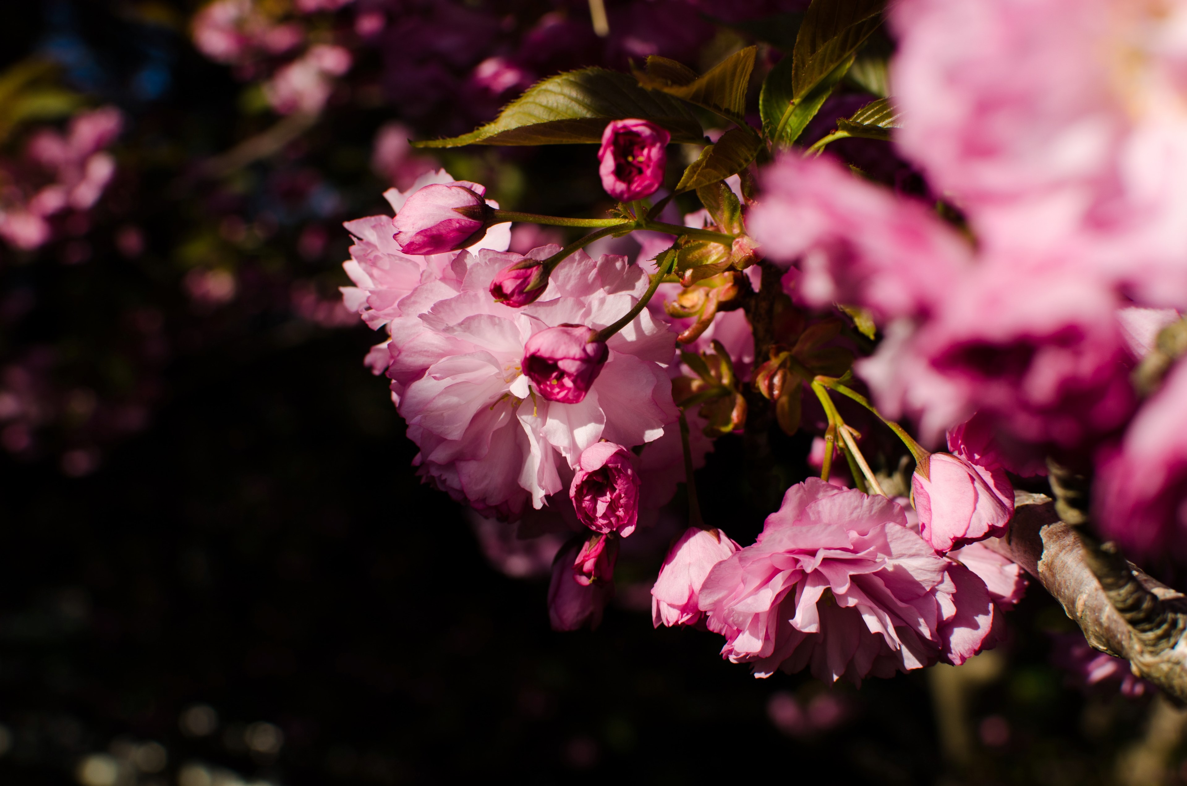 pink flower bud and blossom close up in spring blue spring road, blossom blue spring 4k, HD Wallpaper