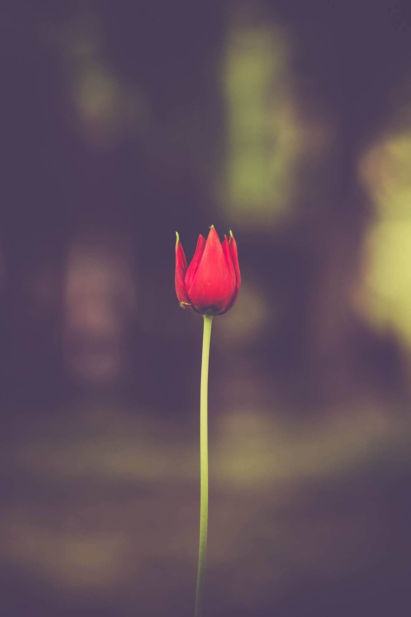 red flower tulip and petal hd, 4k, Phone HD Wallpaper