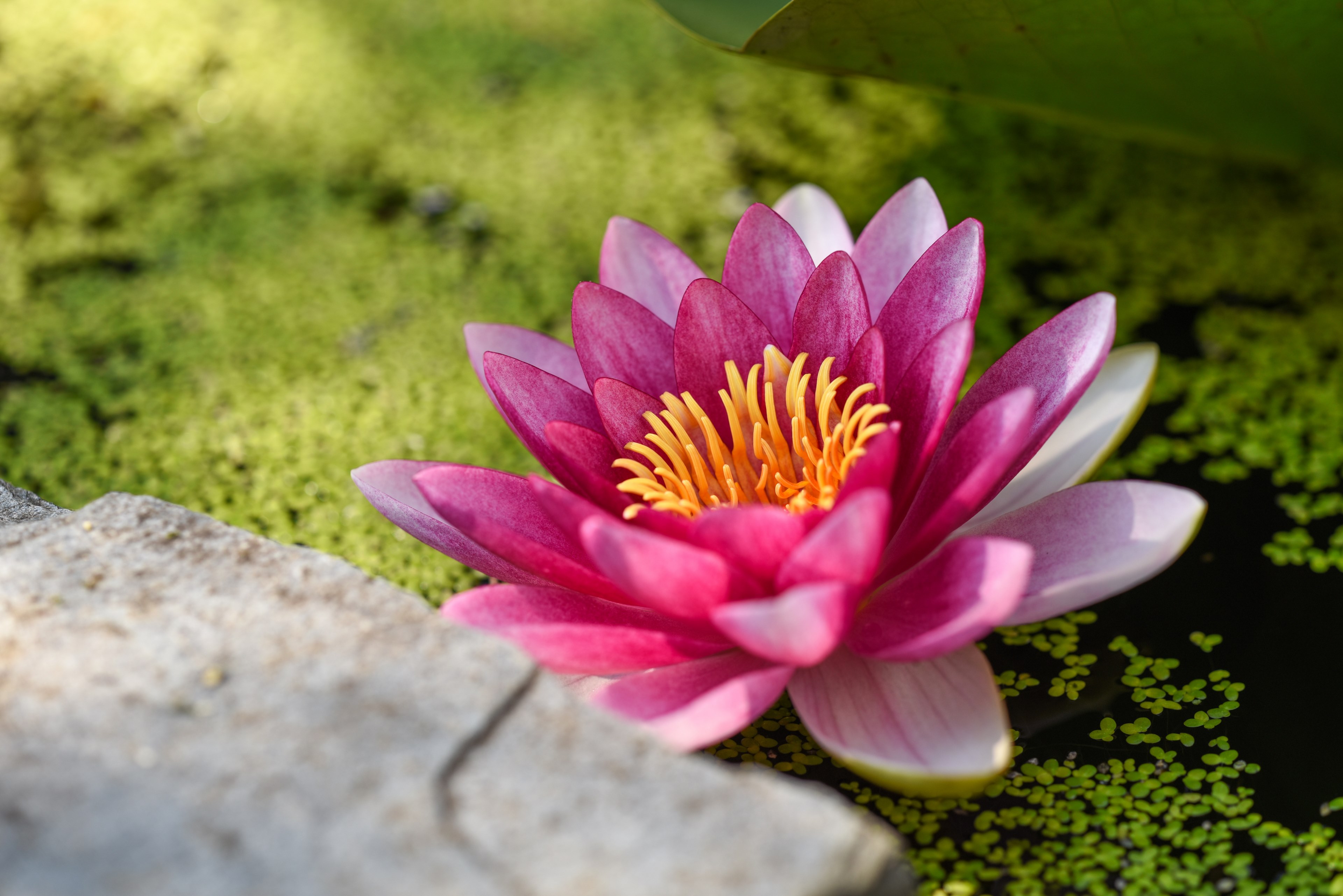 water lily lily pad flower and lotu 4k, HD Wallpaper