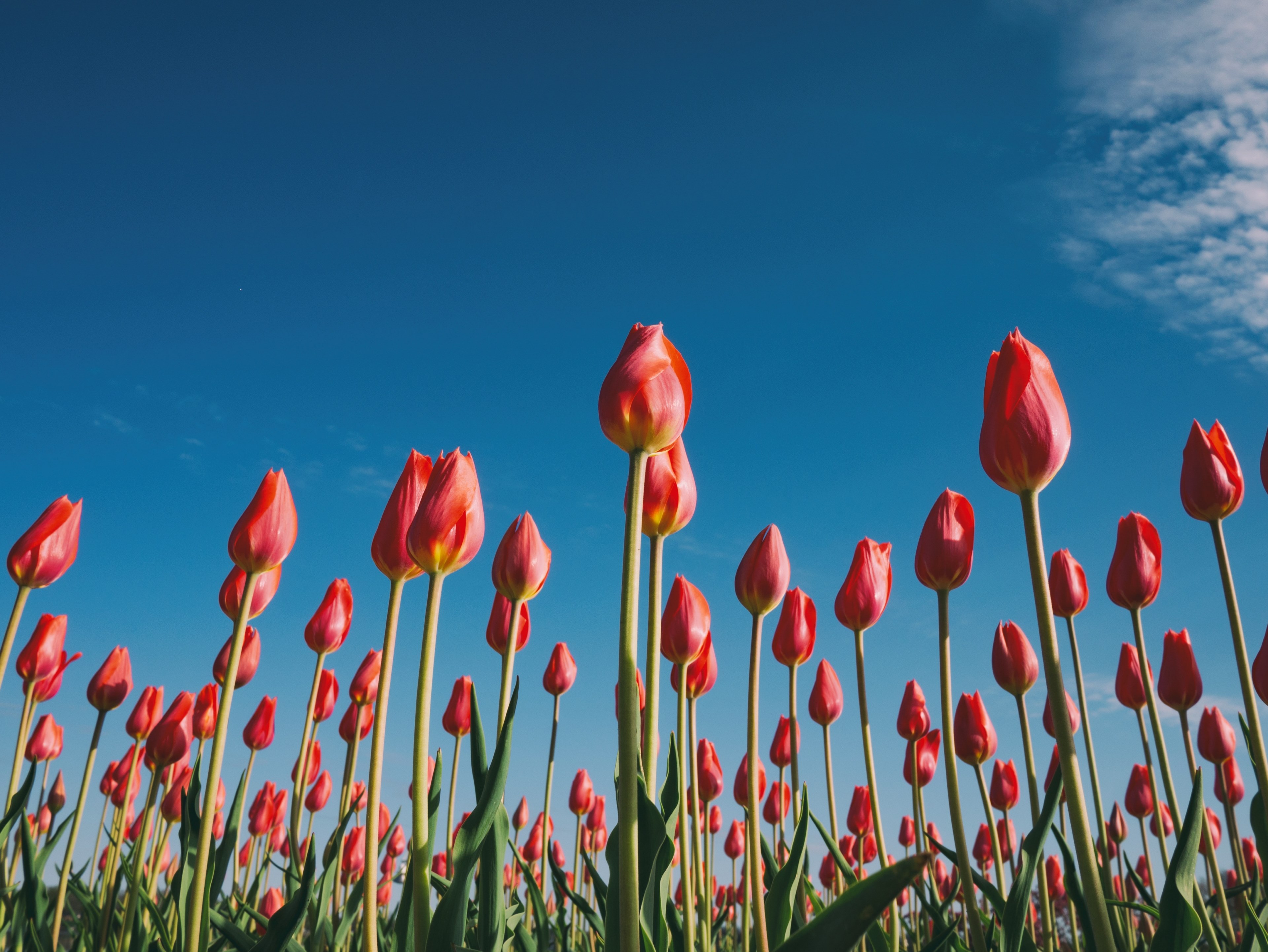 a low angle shot of a field of closed red tulips, red tulips under blue sky 4k, HD Wallpaper
