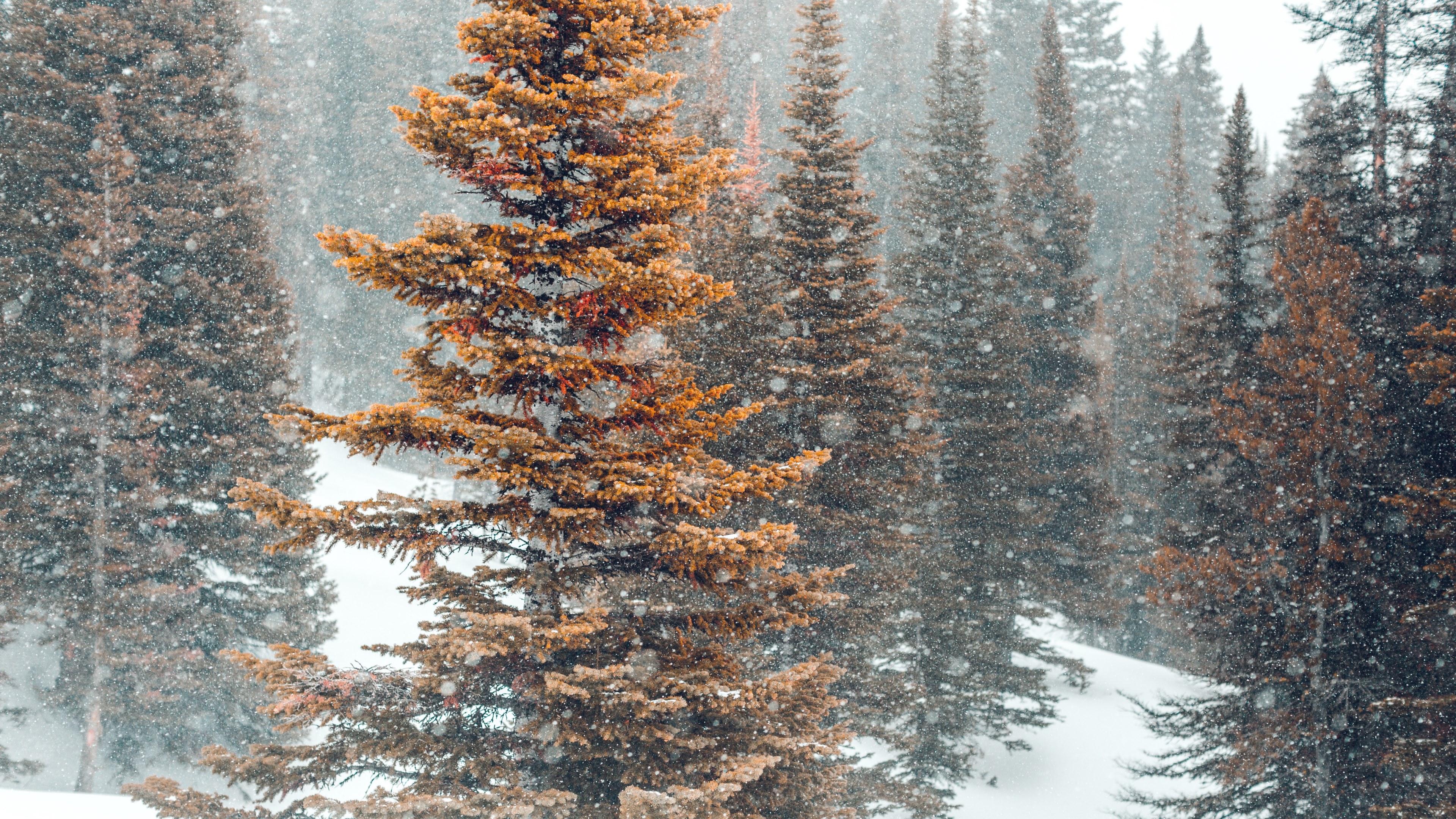 snowshoeing expedition 06 4k, HD Wallpaper