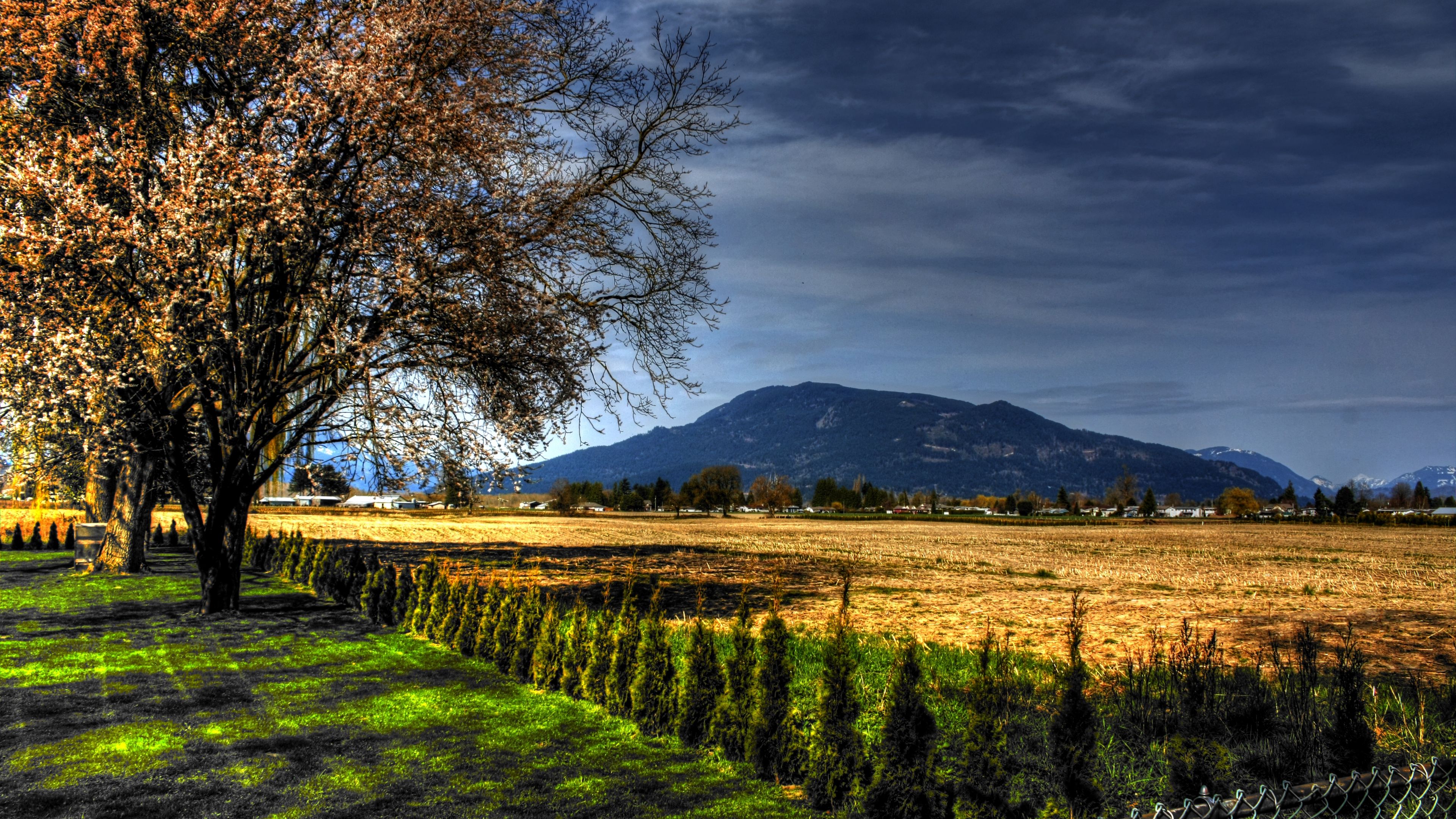 field, trees, landscape, 4k, HD Wallpaper