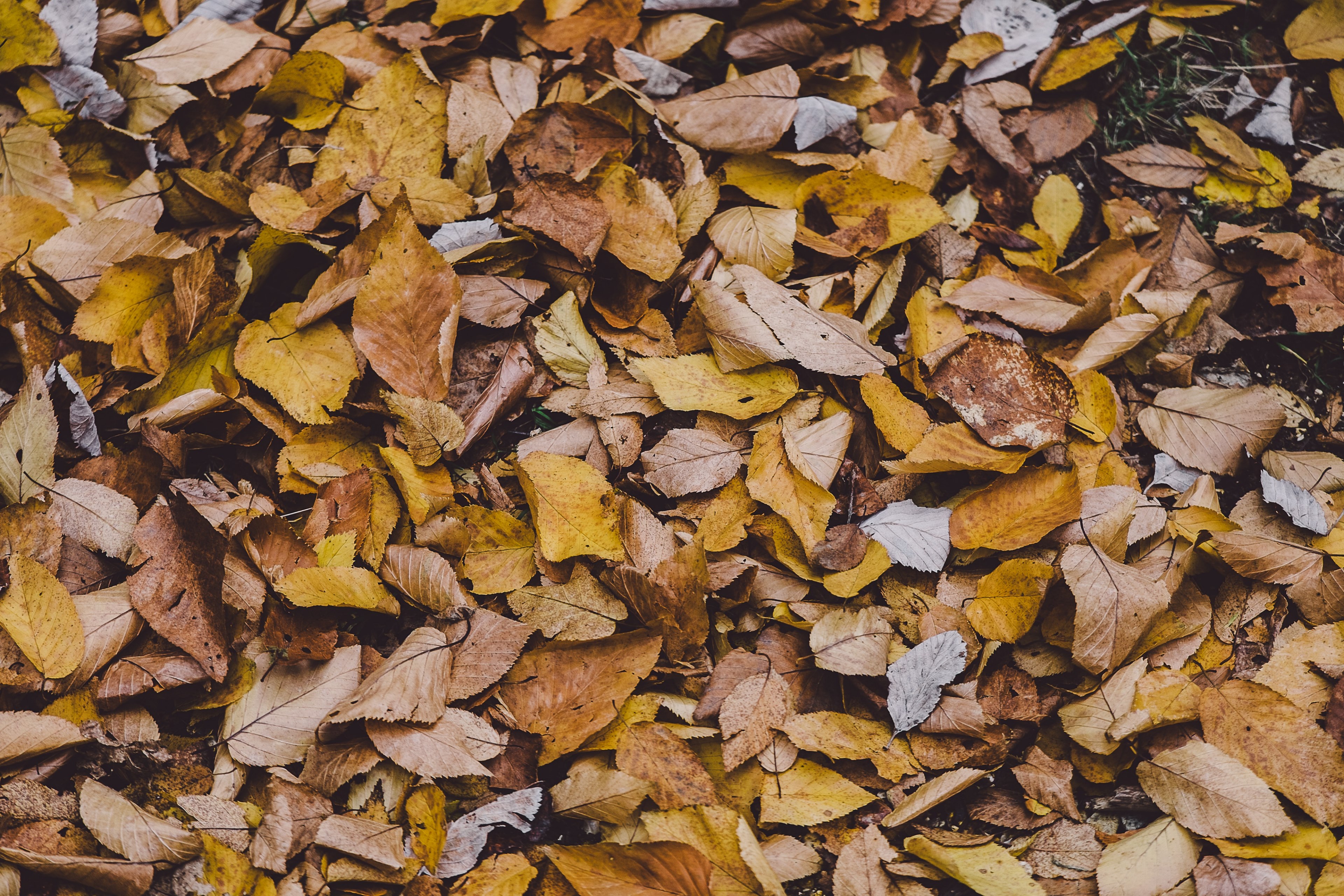 an overhead shot of autumn leaves on the ground, autumn leaf blanket from above 4k, HD Wallpaper