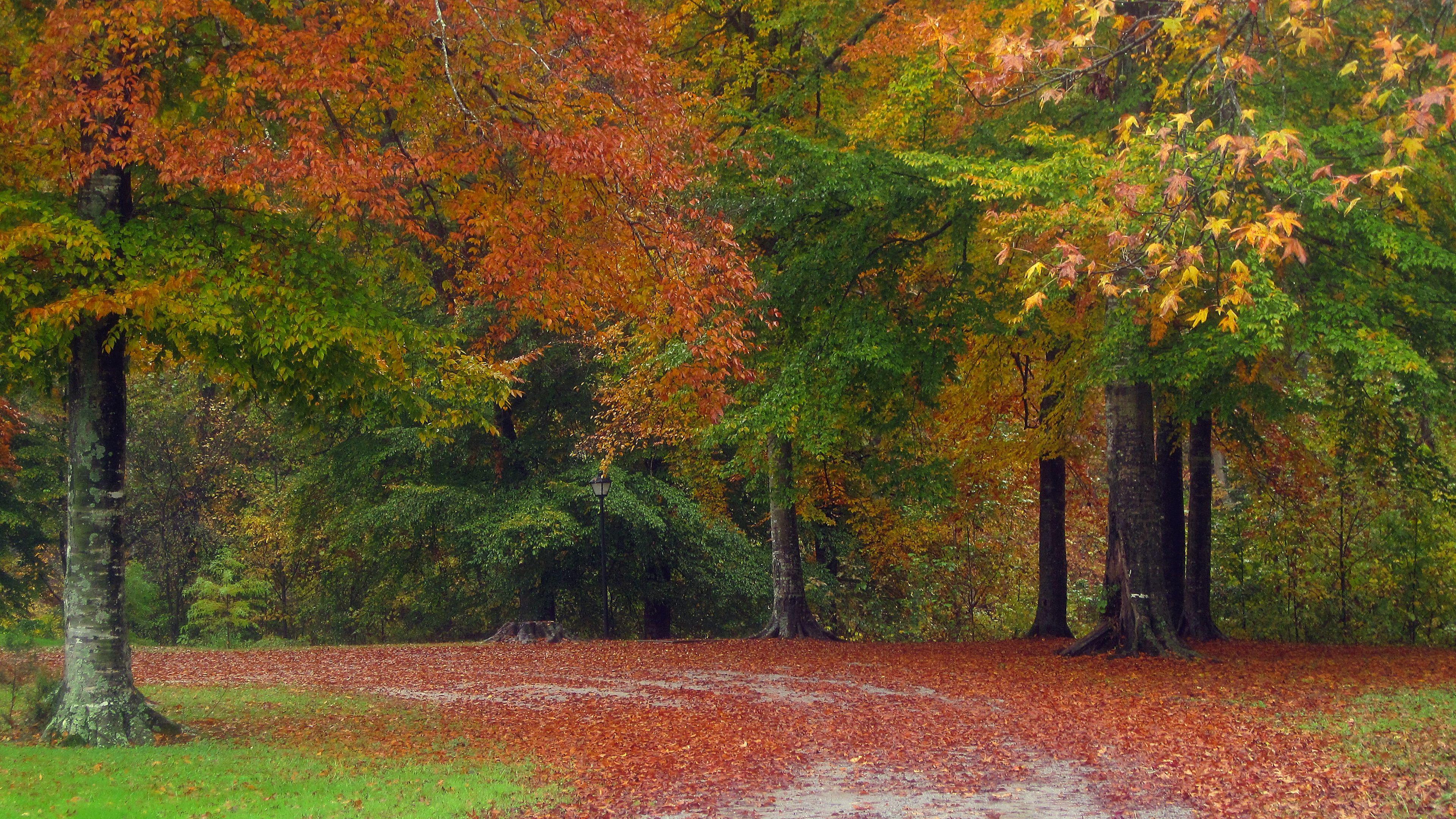 autumn, road, trees, landscape, 4k, HD Wallpaper