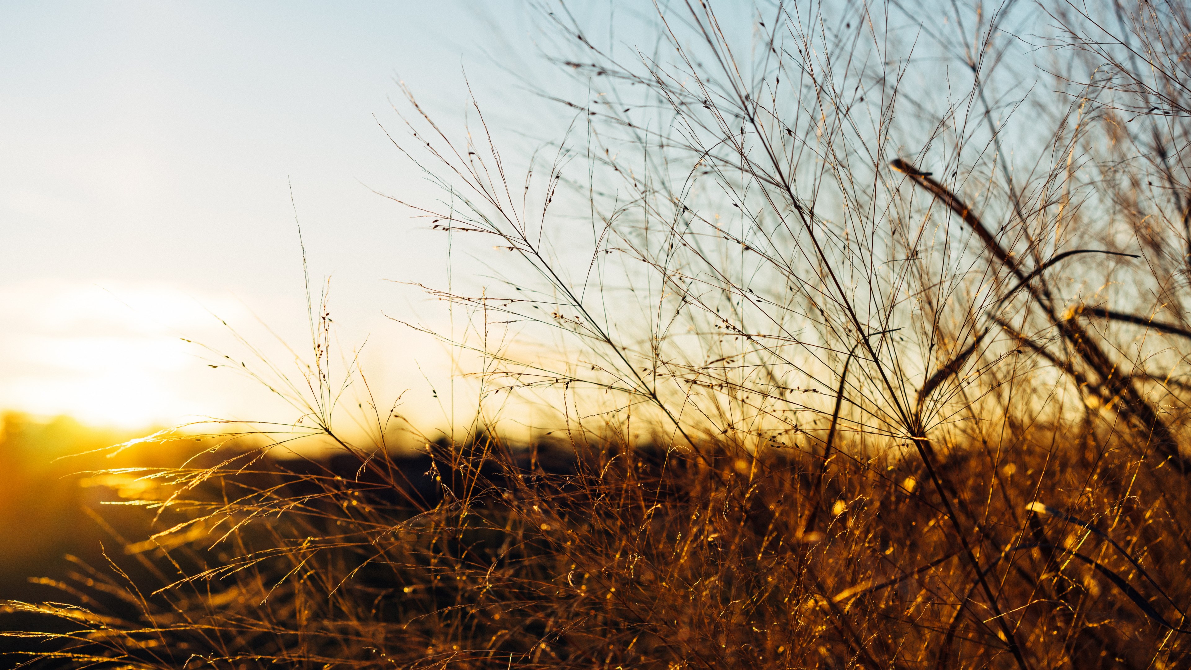 macro golden hour view of a bush with an out of focus horizon during sunrise or sunset at lexington, macro bush shot during golden hour 4k, HD Wallpaper