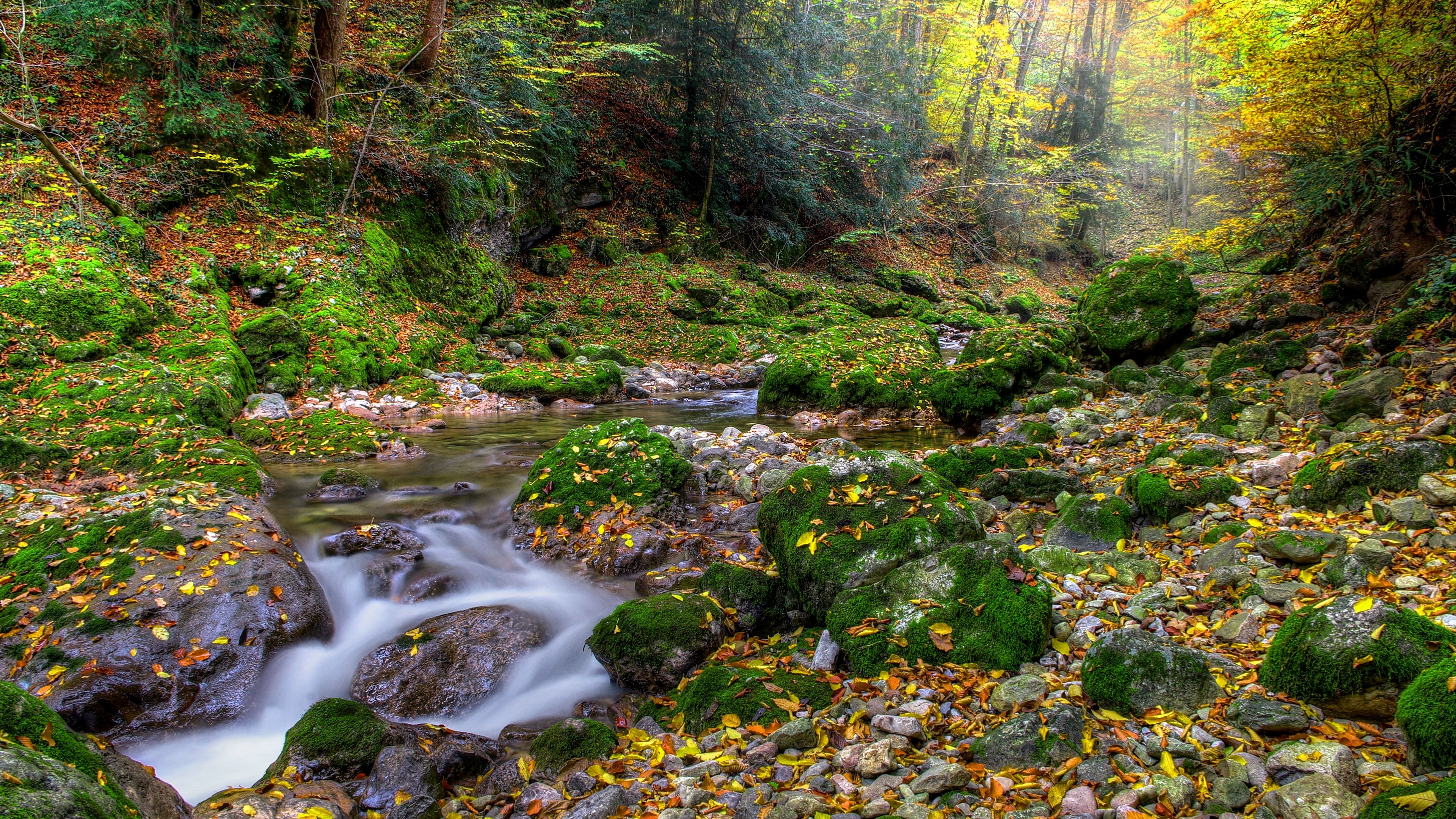 autumn, forest, river, rocks, landscape, 4k, HD Wallpaper